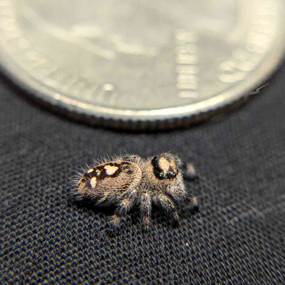 Regal Jumping Spider "Cream"