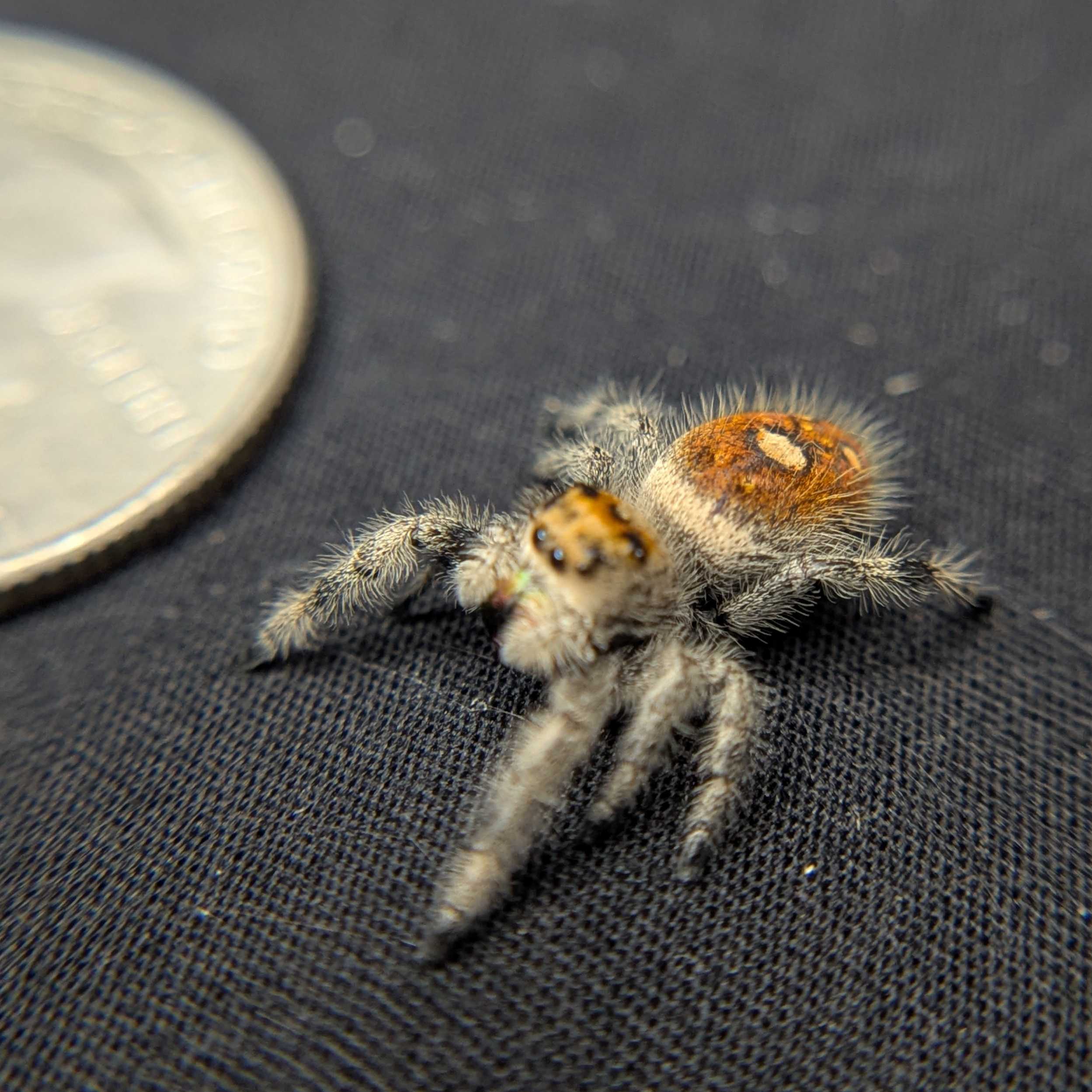 Regal Jumping Spider "Flare"