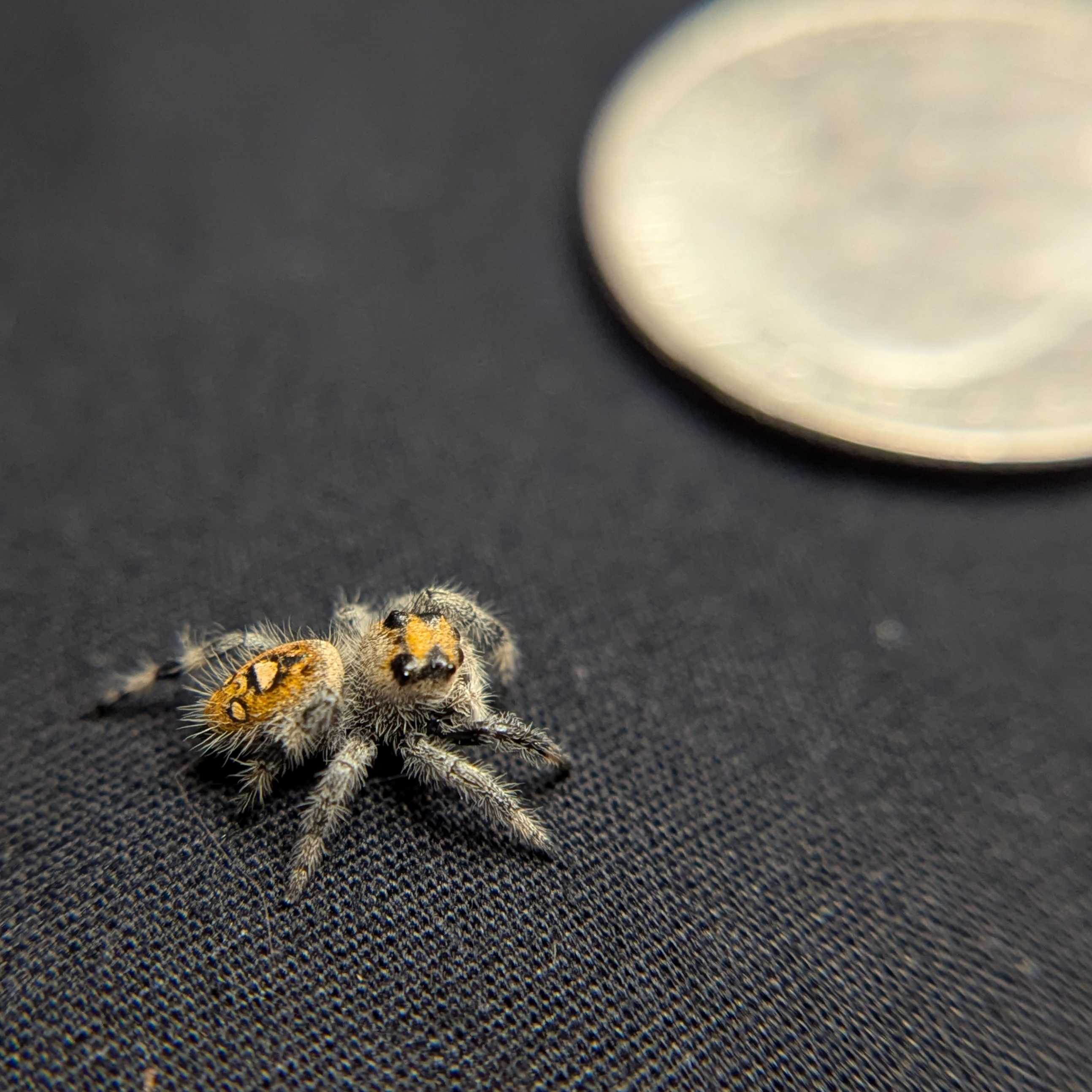 Regal Jumping Spider “Zest”