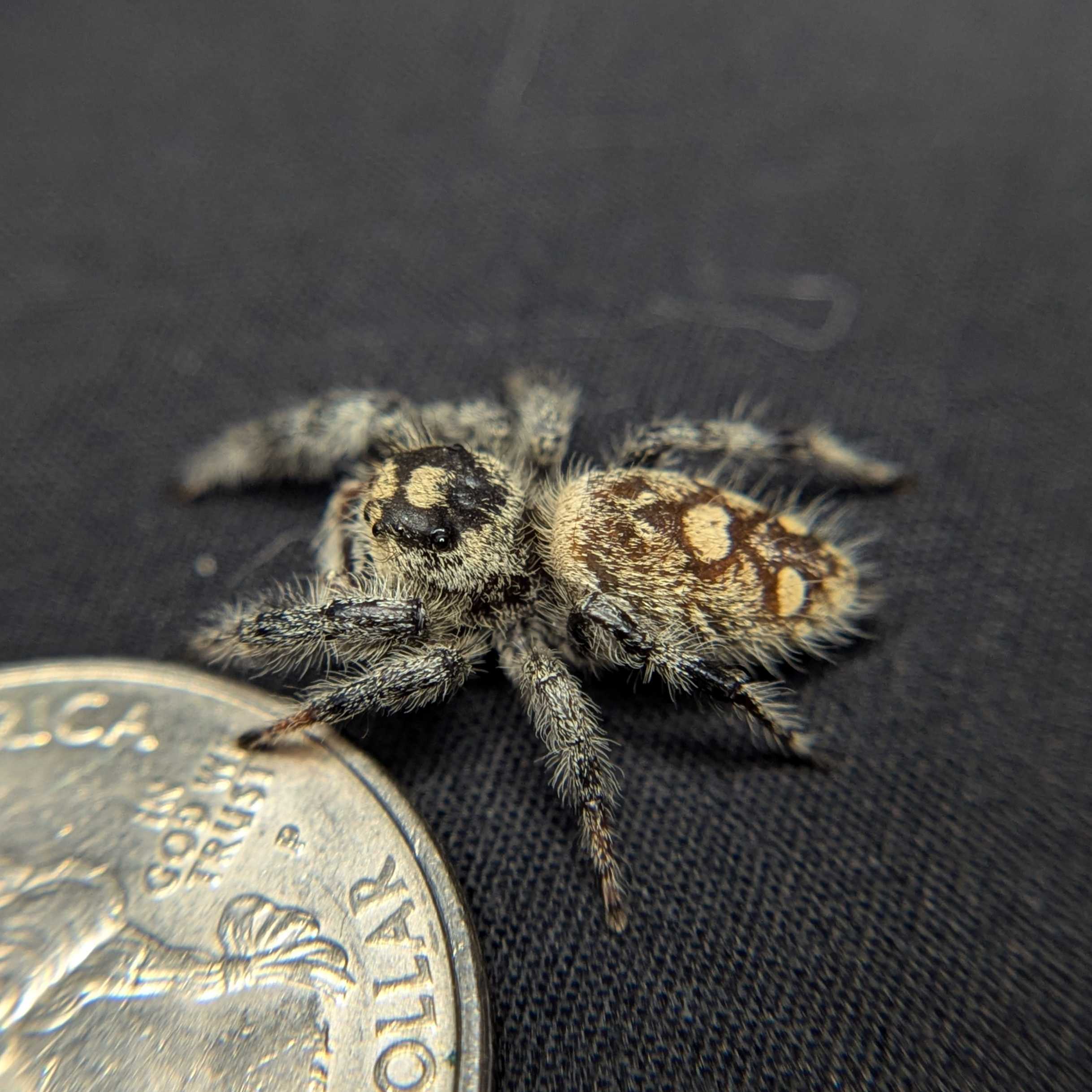 Regal Jumping Spider "Nutmeg"
