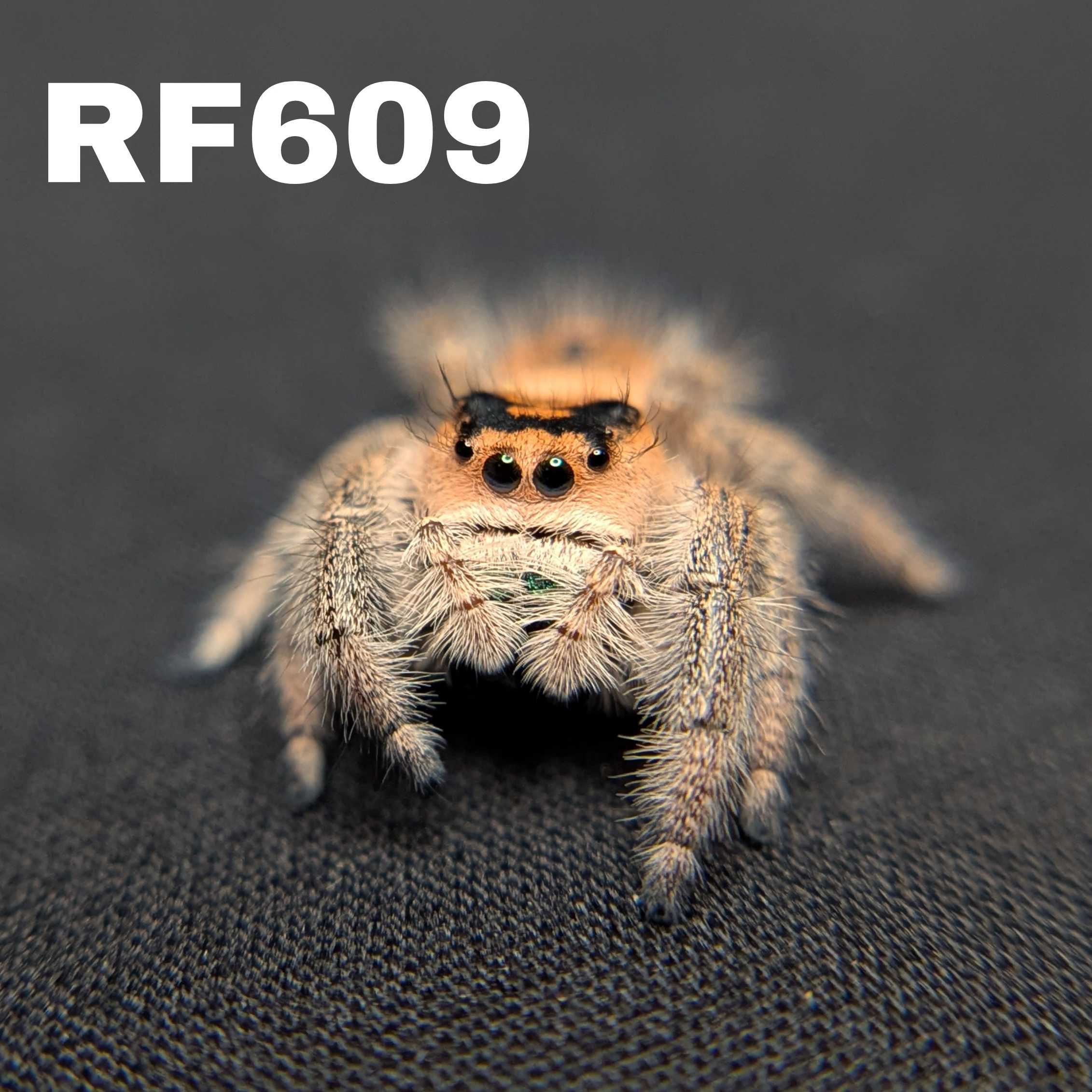Regal Jumping Spider "Blood Orange"