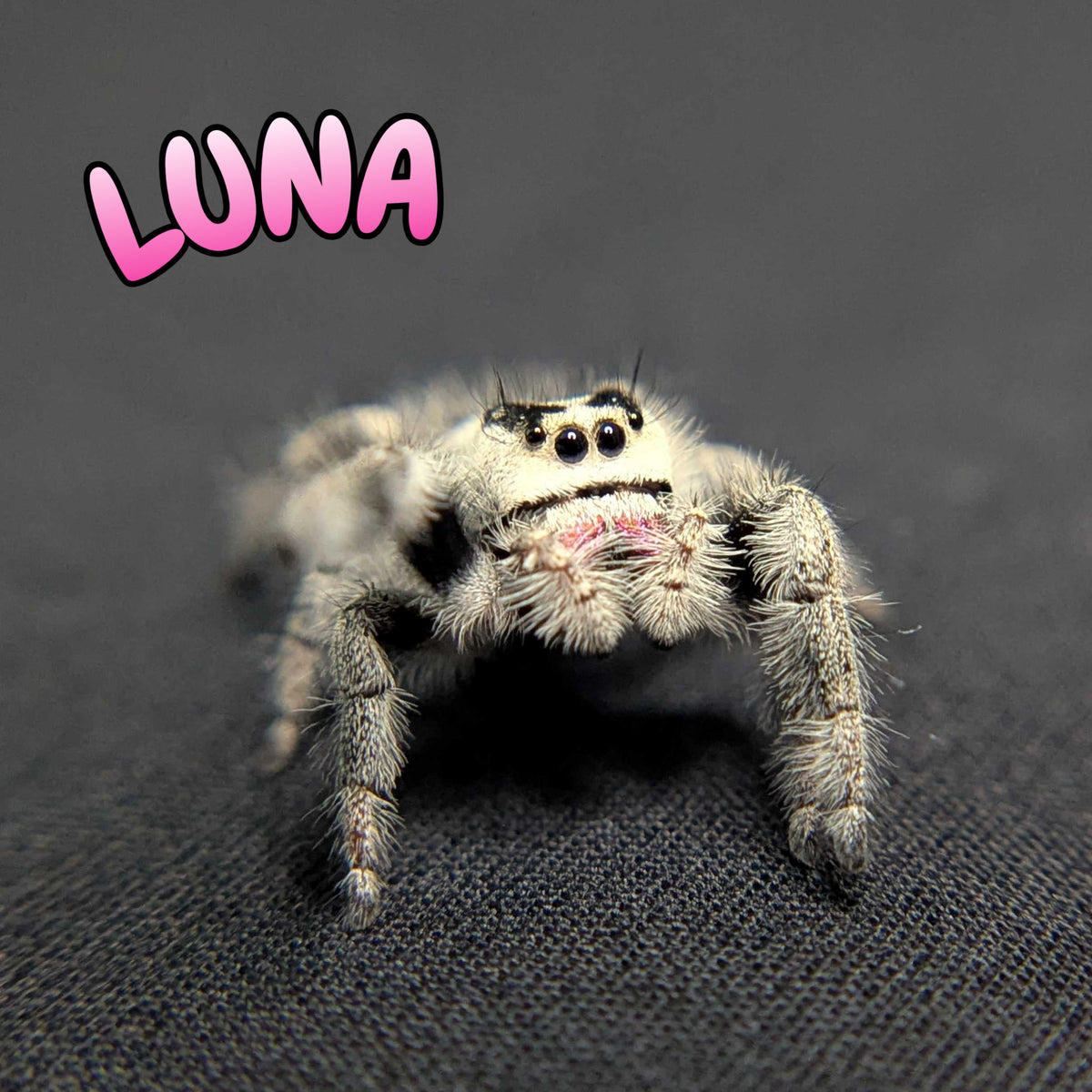 Regal Jumping Spider “Luna”