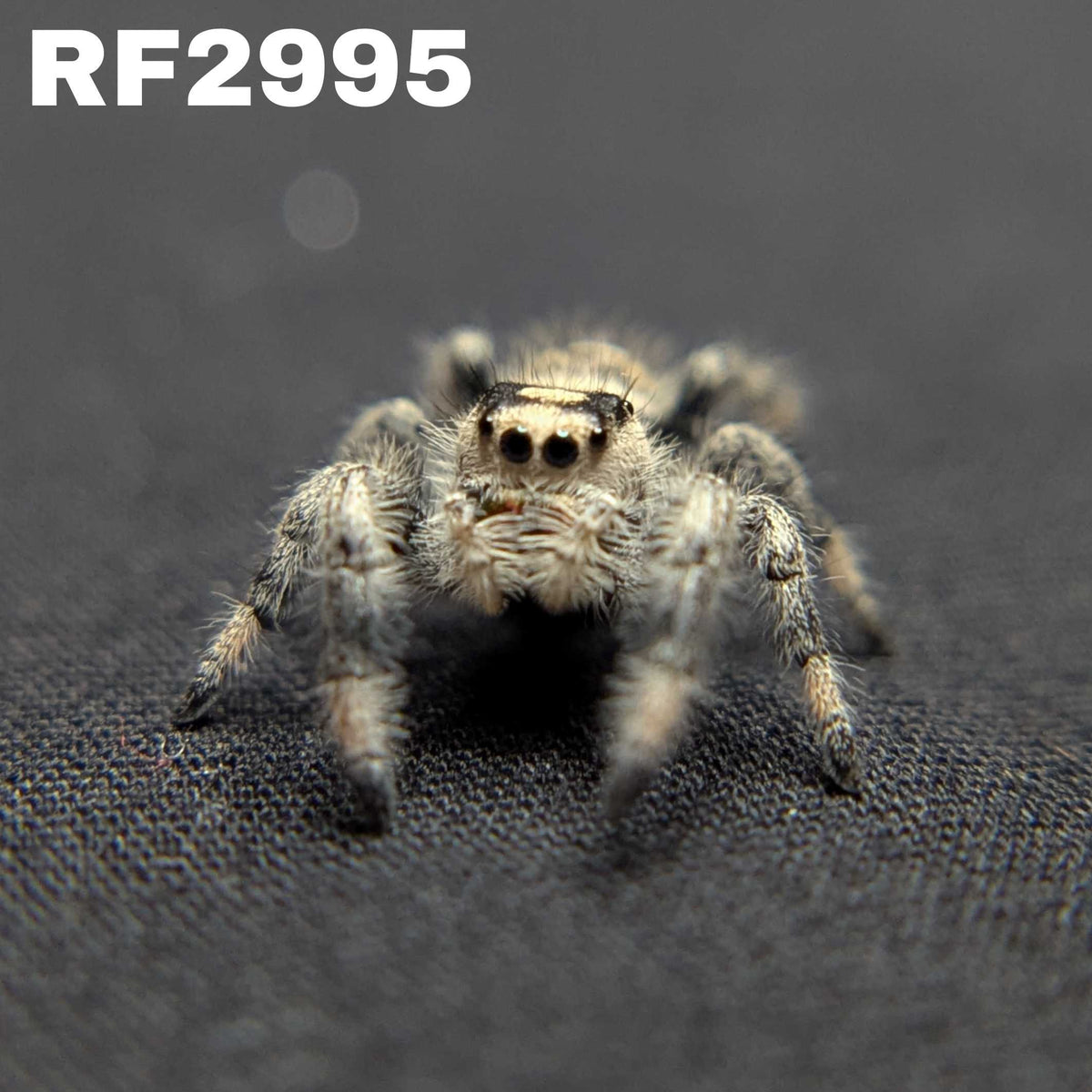 Regal Jumping Spider “Wheatly”