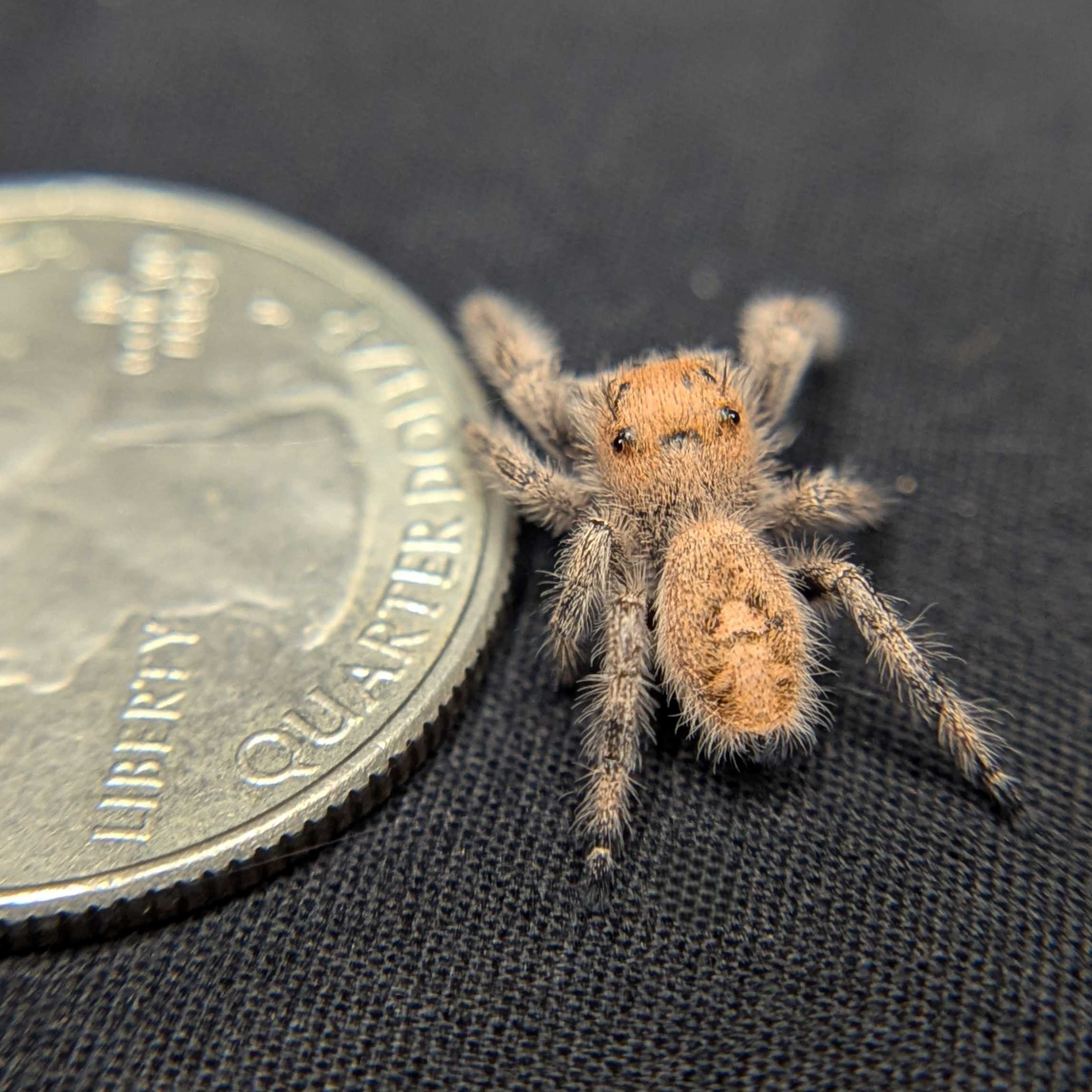 Regal Jumping Spider "Dasher"