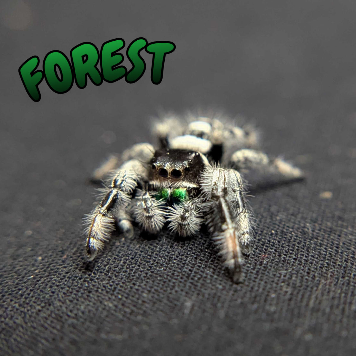 Regal Jumping Spider "Forest"