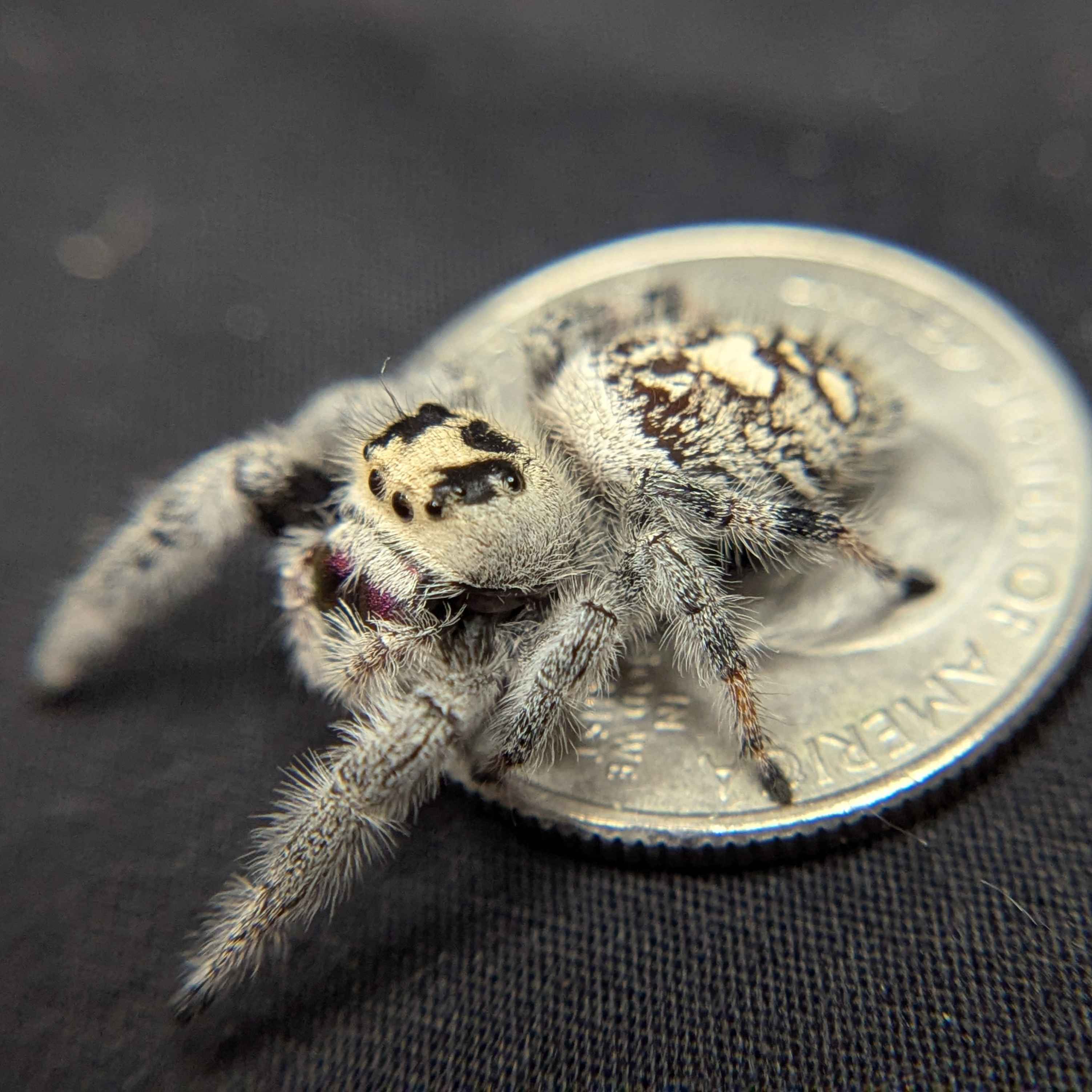 Regal Jumping Spider "Snowball"