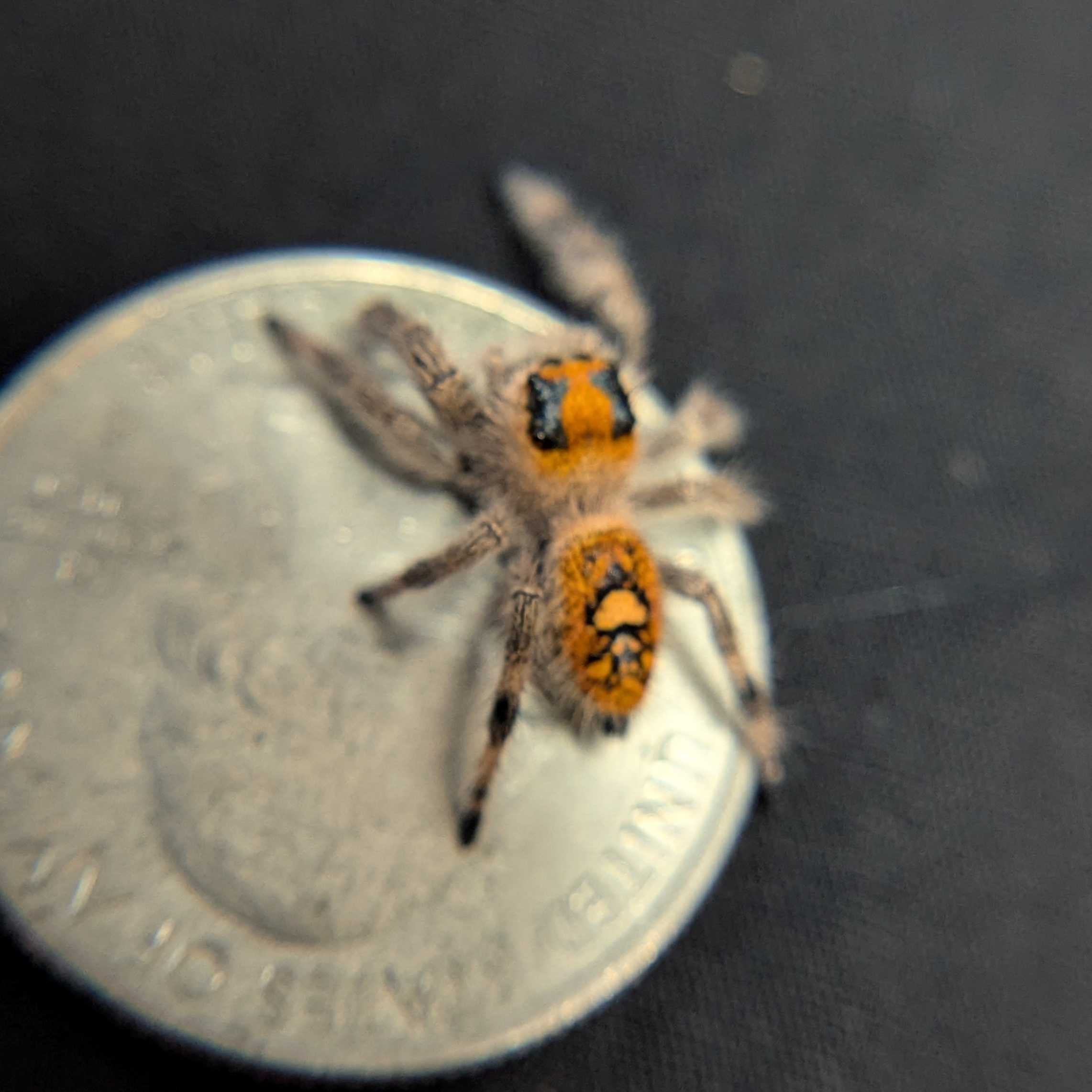 Regal Jumping Spider "Punkin"