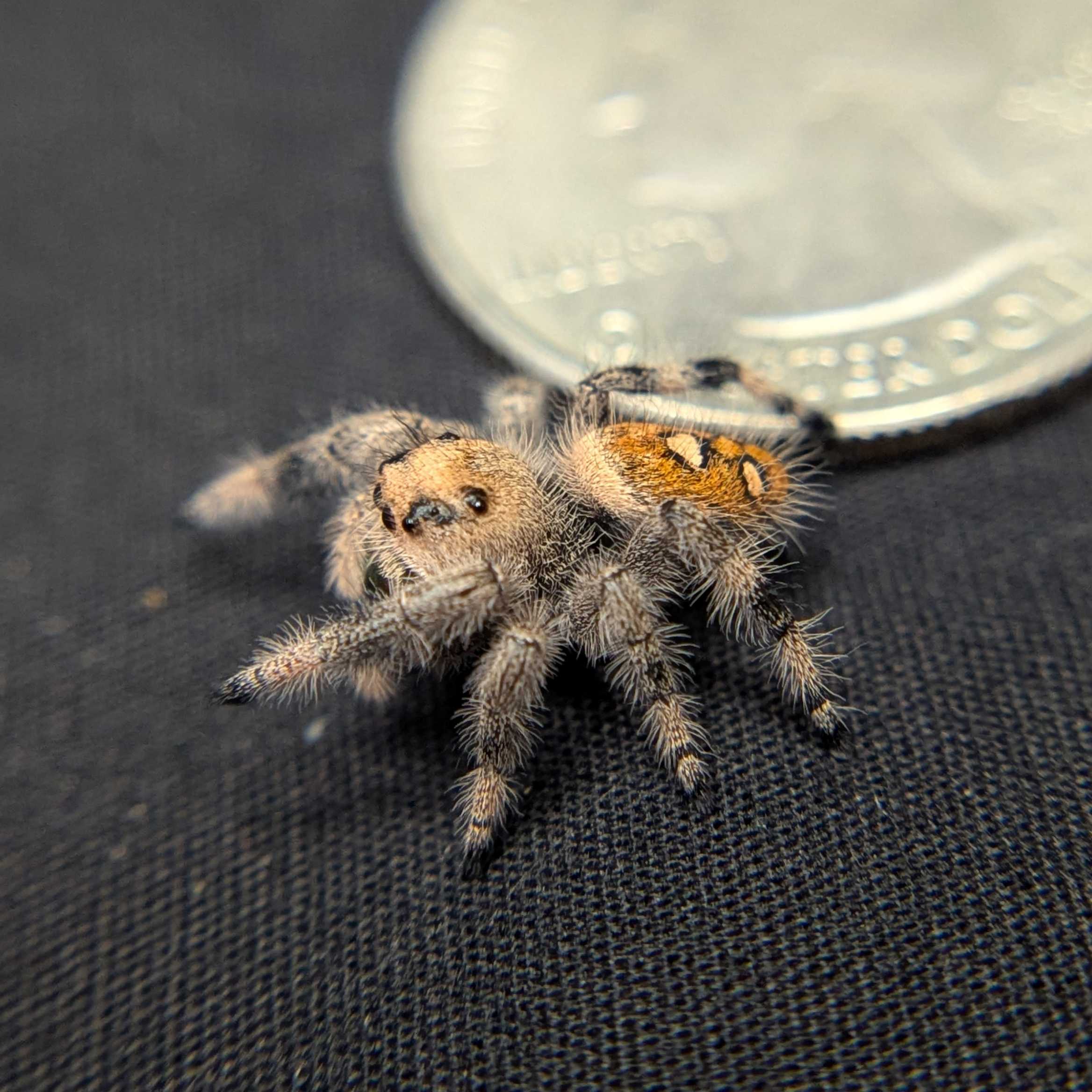 Regal Jumping Spider "Mango"