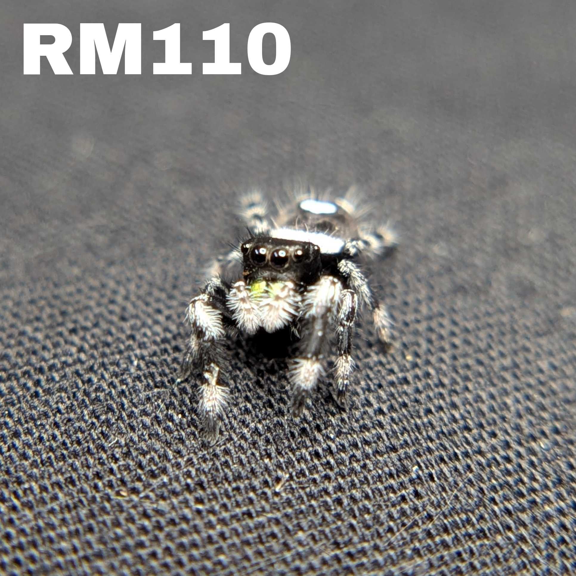 Regal Jumping Spider "Black Bean"