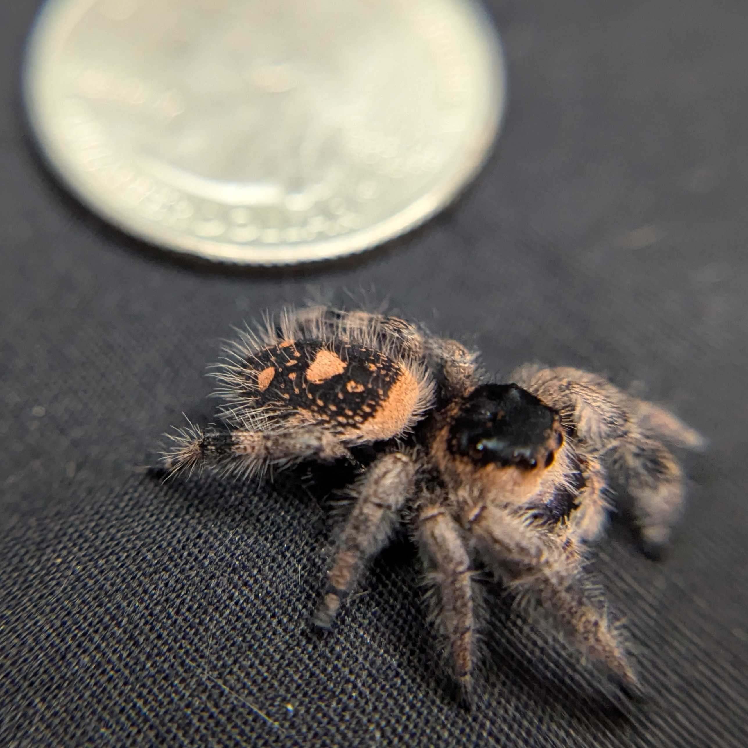 Regal Jumping Spider “Dawn”