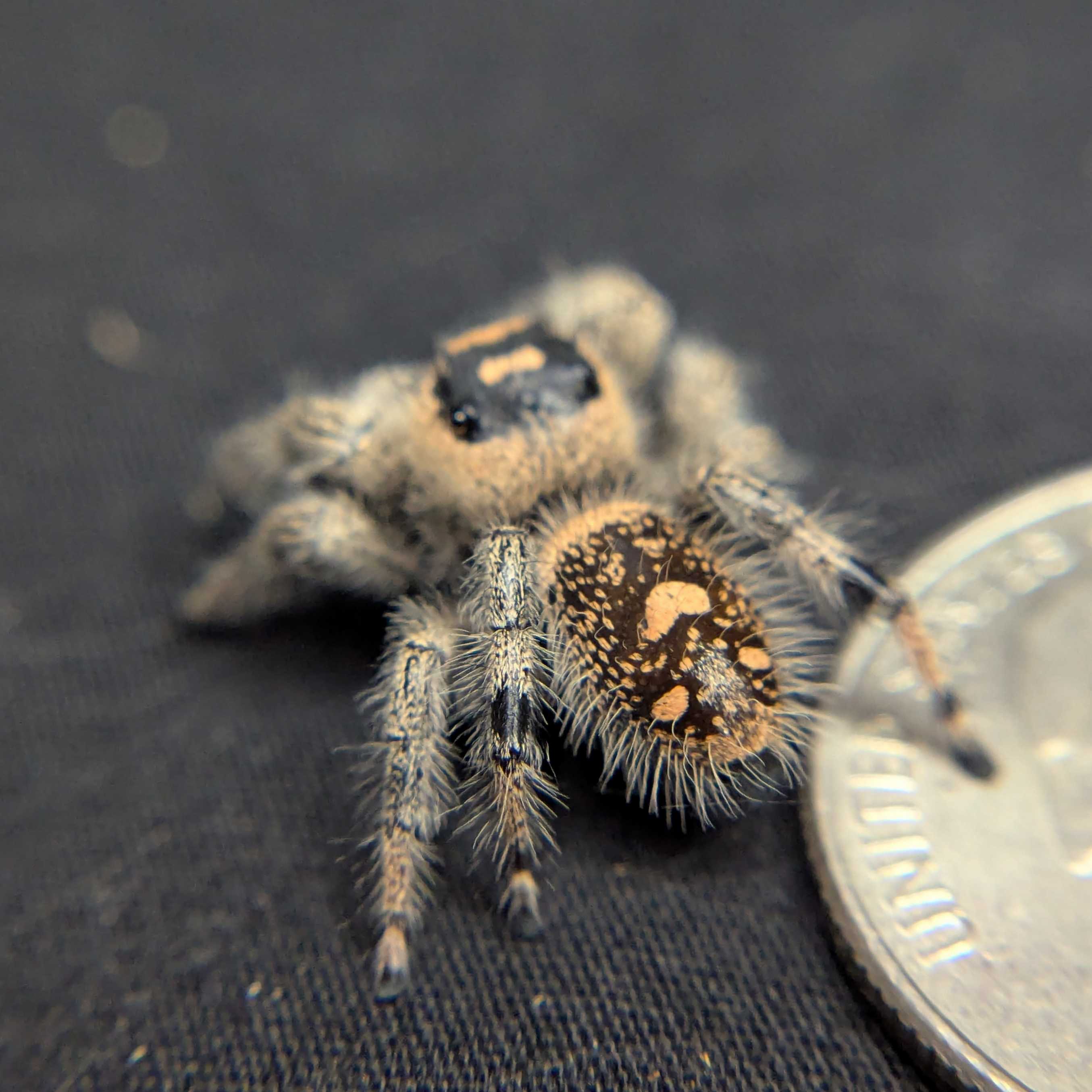 Regal Jumping Spider "Sloane"