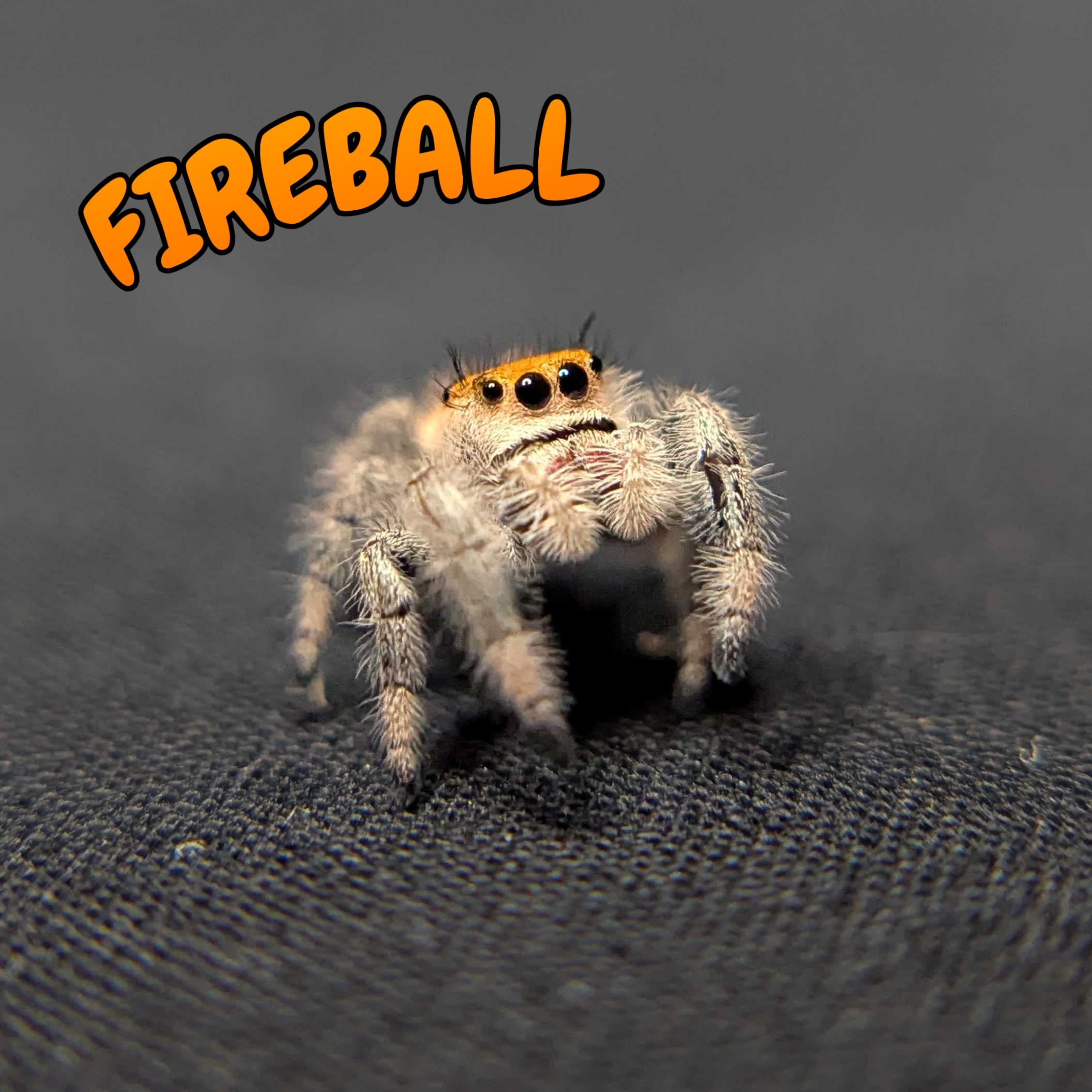 Regal Jumping Spider "Fireball"