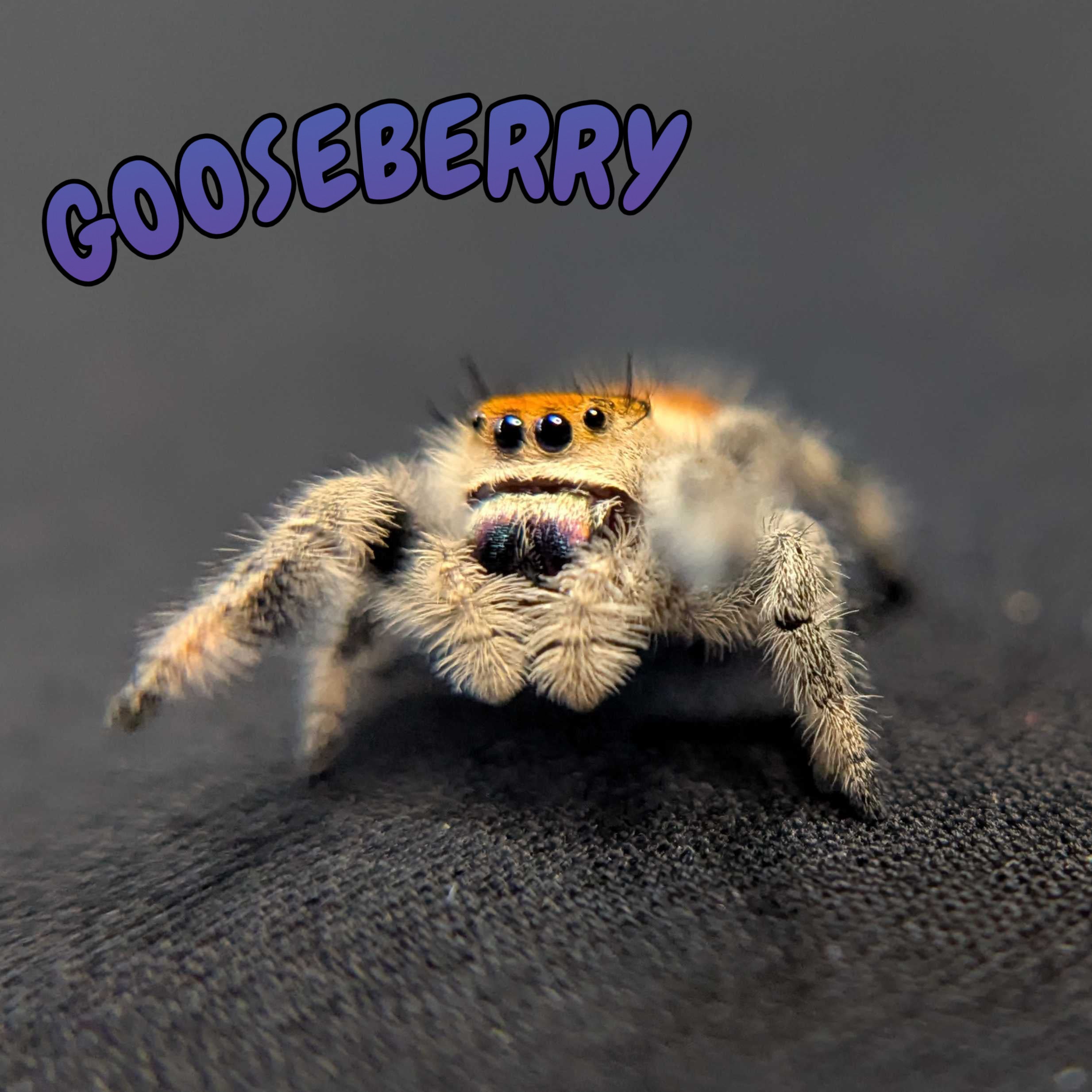 Regal Jumping Spider “Gooseberry”
