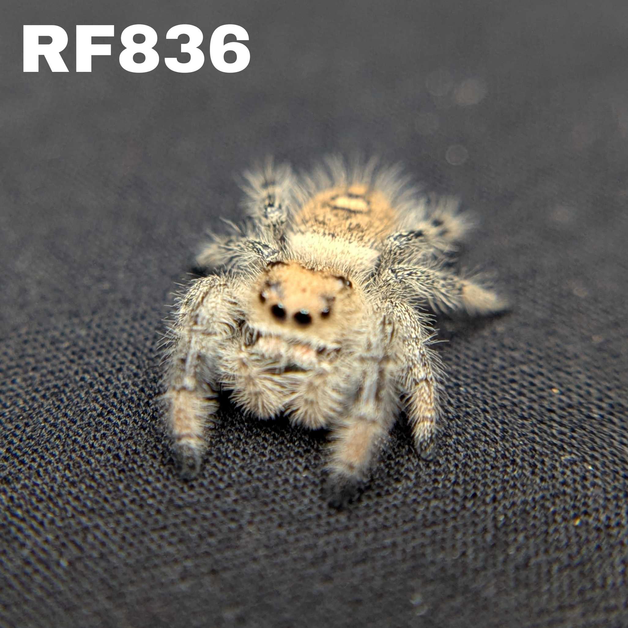 Regal Jumping Spider "Blush"