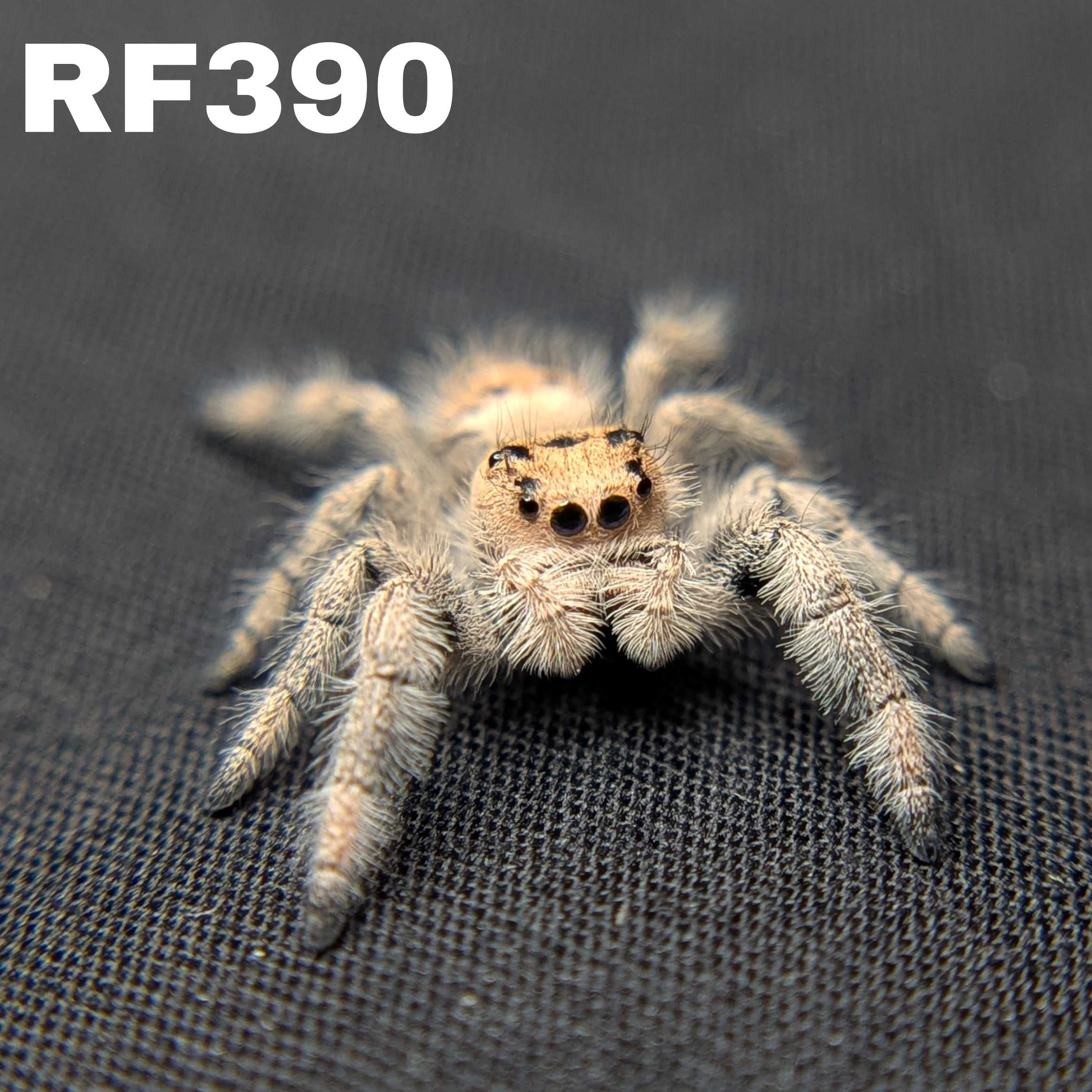 Regal Jumping Spider "Cupcake"