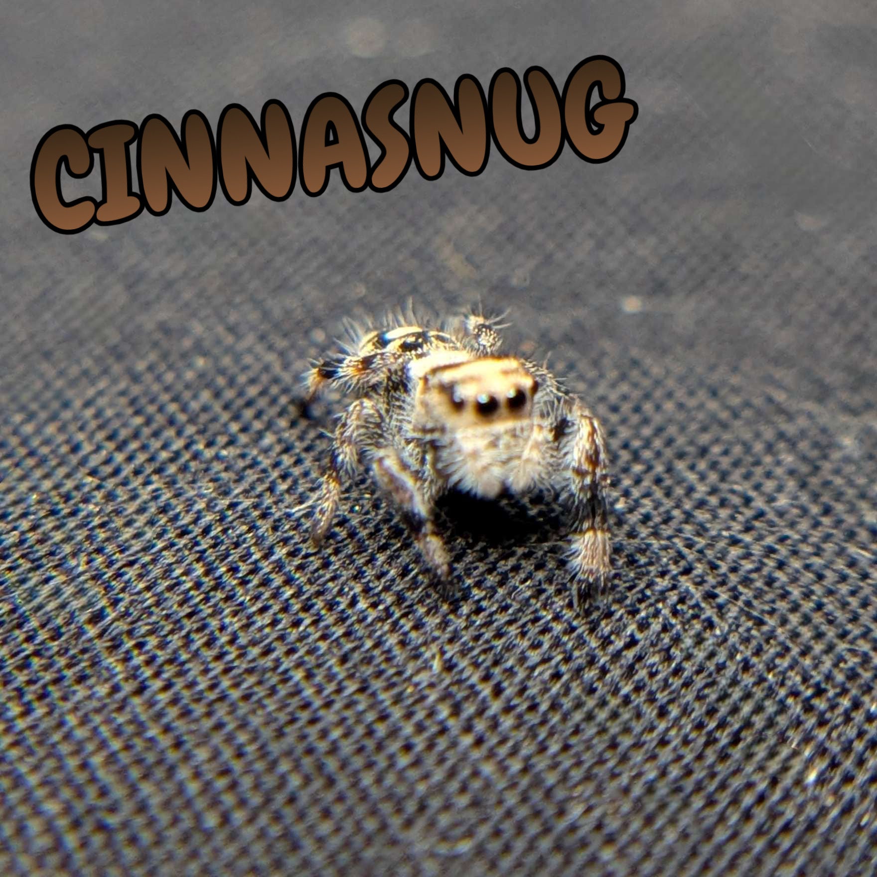 Regal Jumping Spider "Cinnasnug"