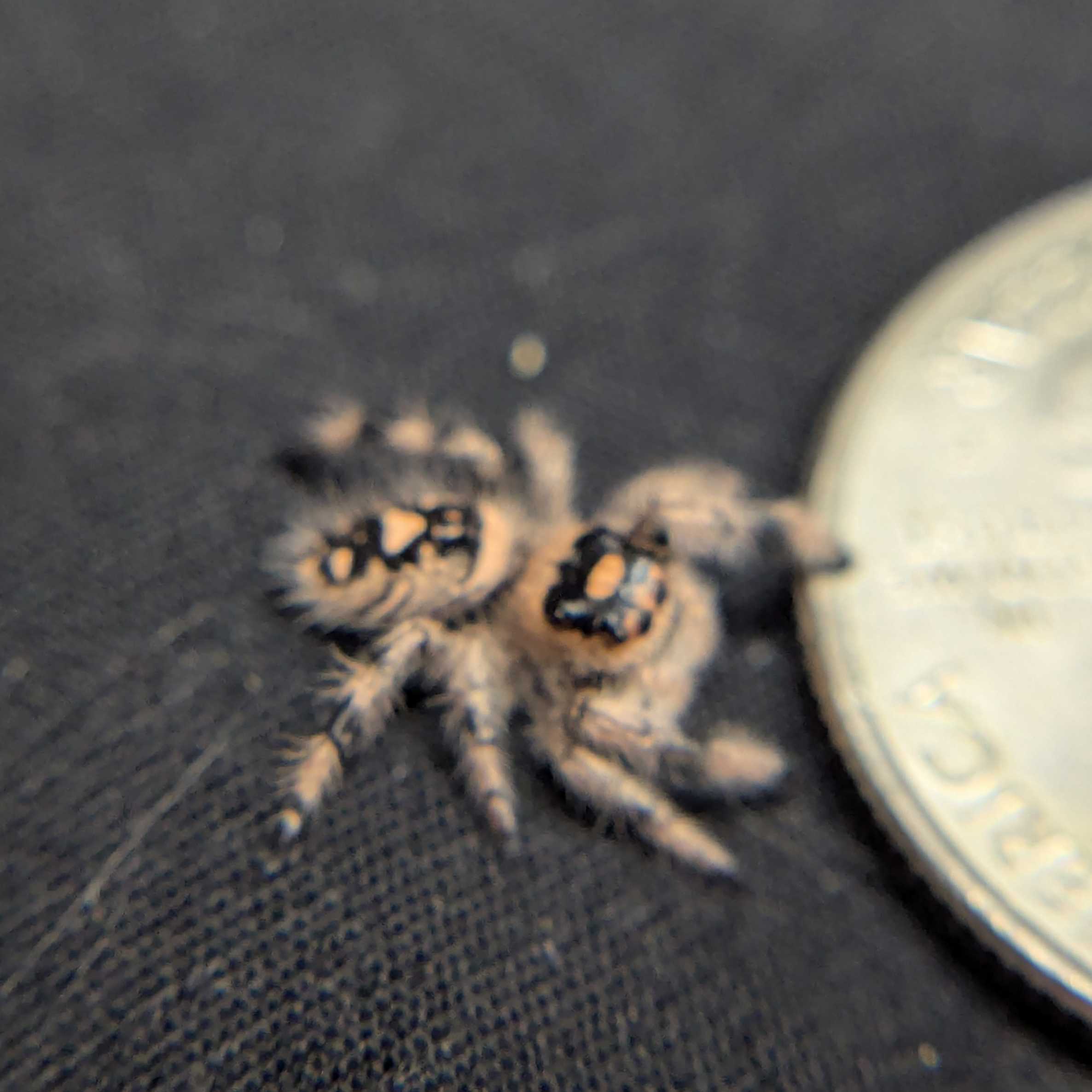 Regal Jumping Spider "Cookie"