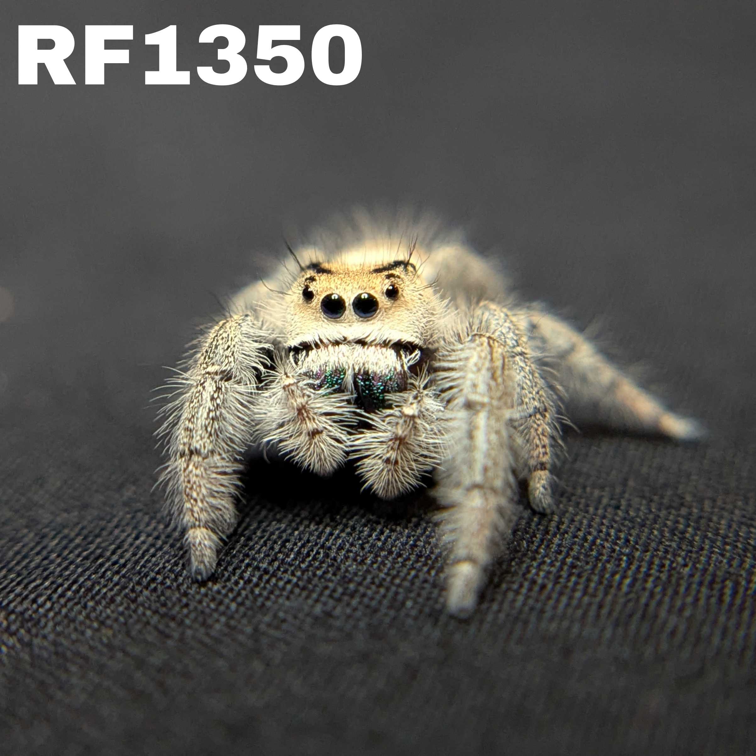 Regal Jumping Spider "Cotton"