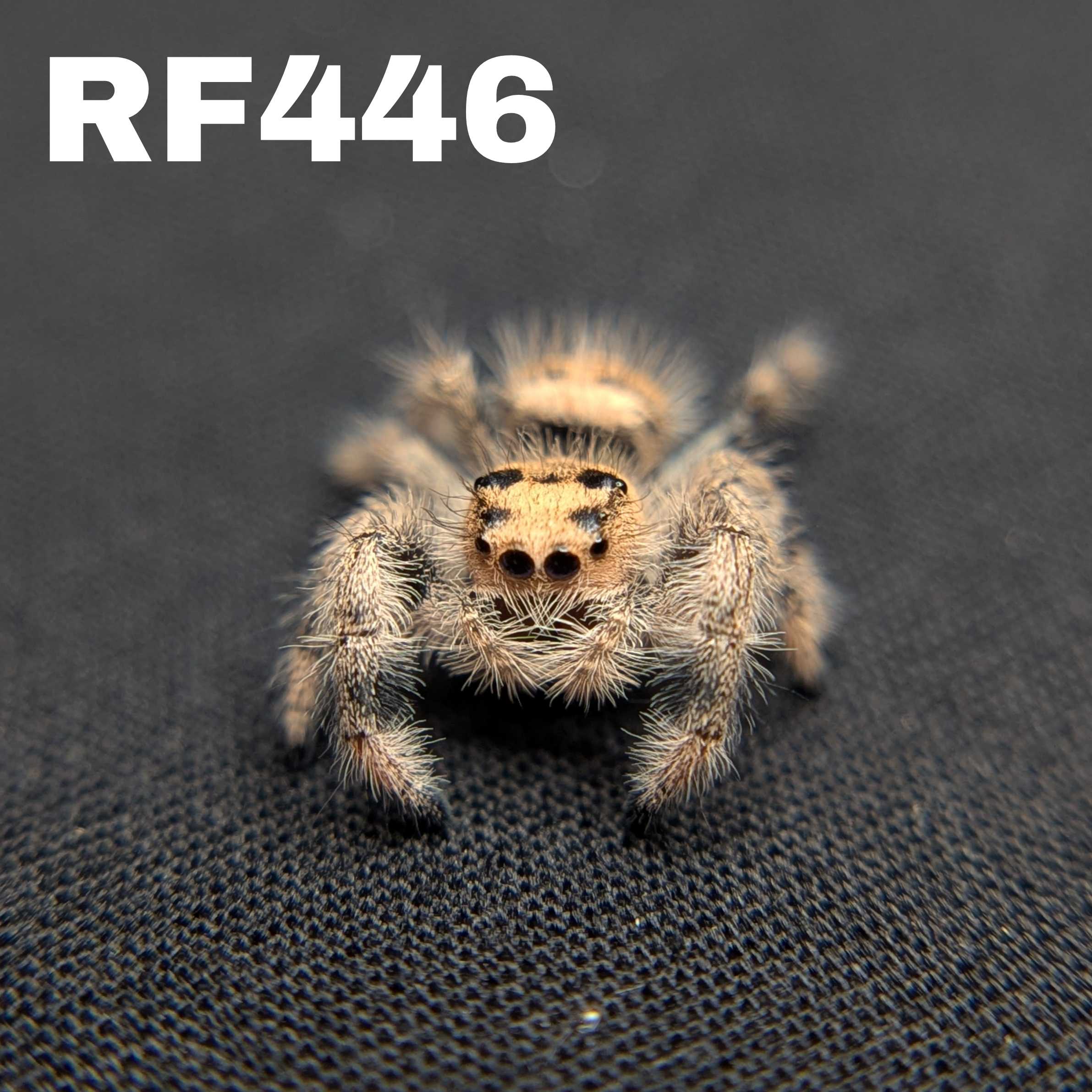 Regal Jumping Spider "Starburst"