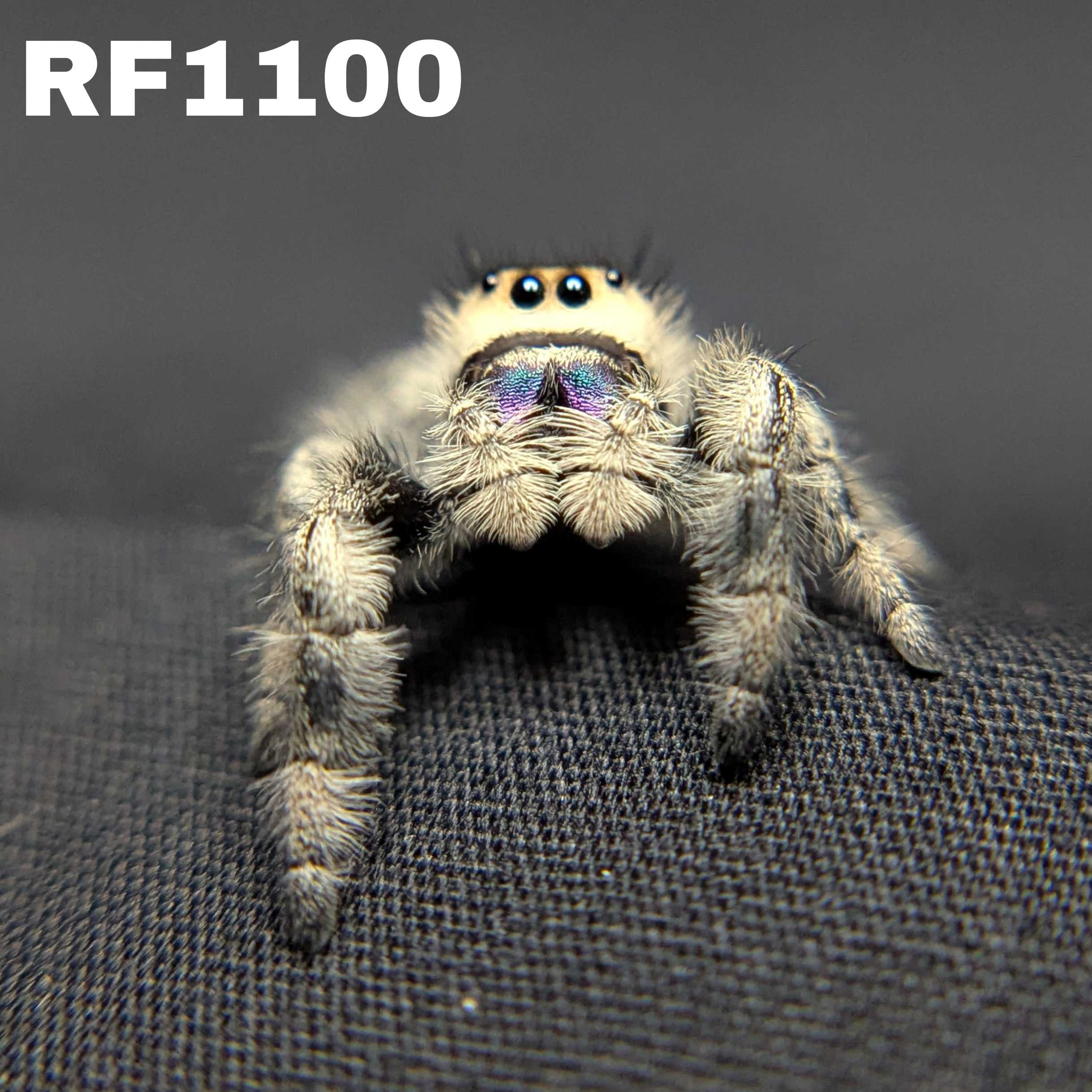 Regal Jumping Spider "Sherbert"