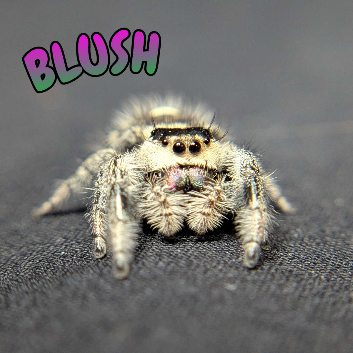 Regal Jumping Spider "Blush"