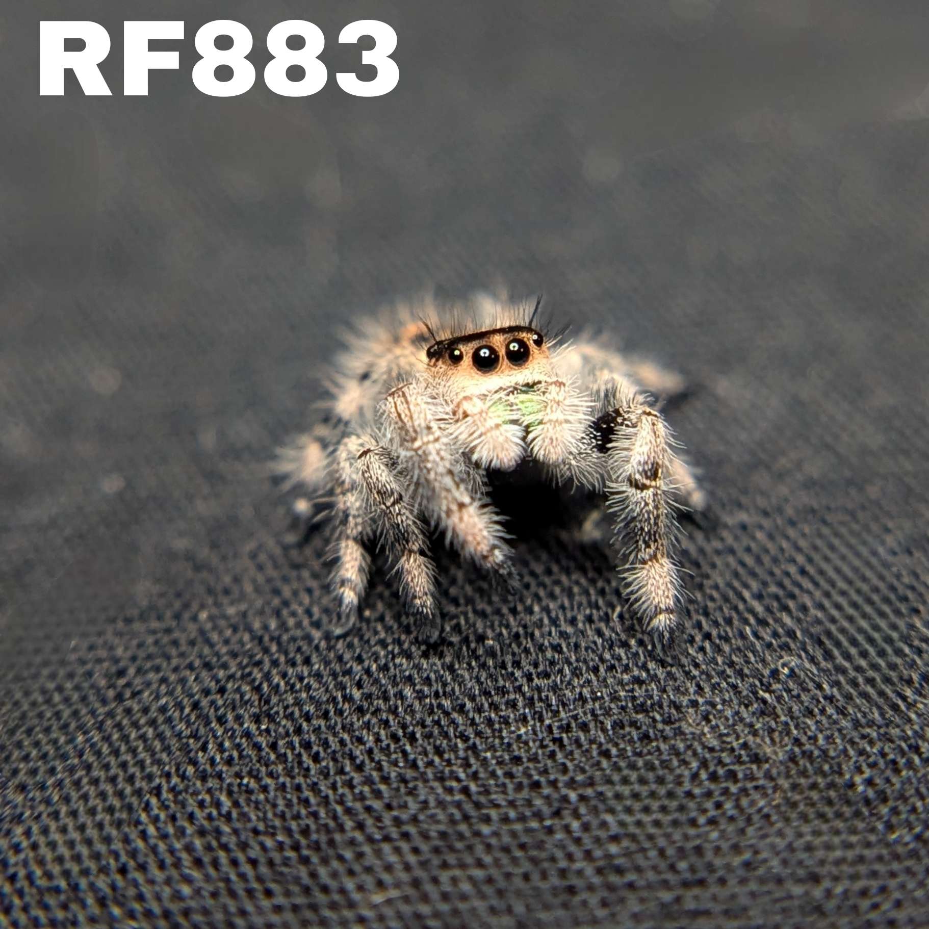Regal Jumping Spider "Green Apple"