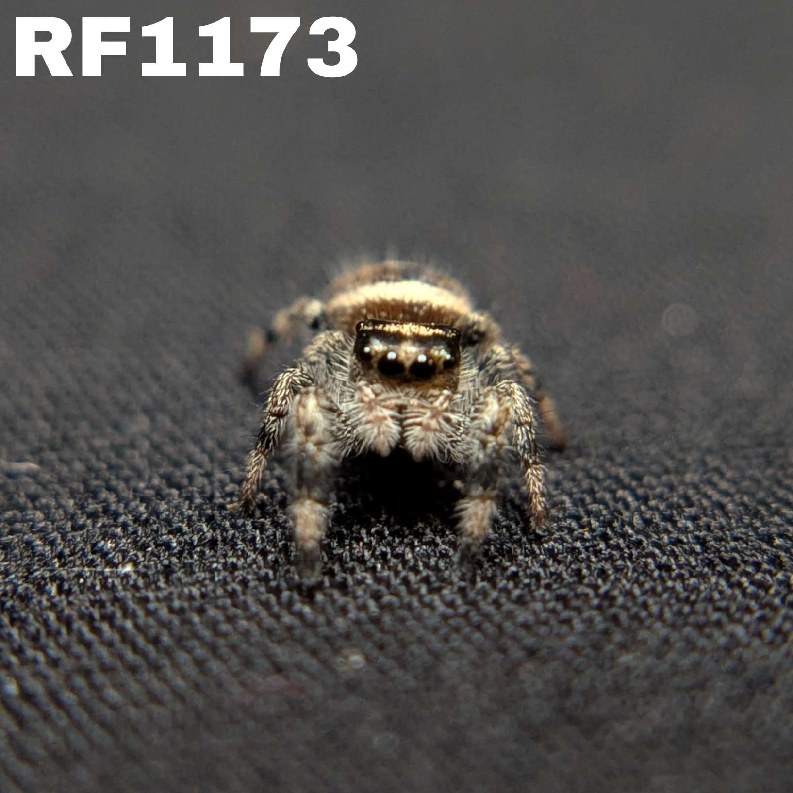 Regal Jumping Spider "Pretzel"