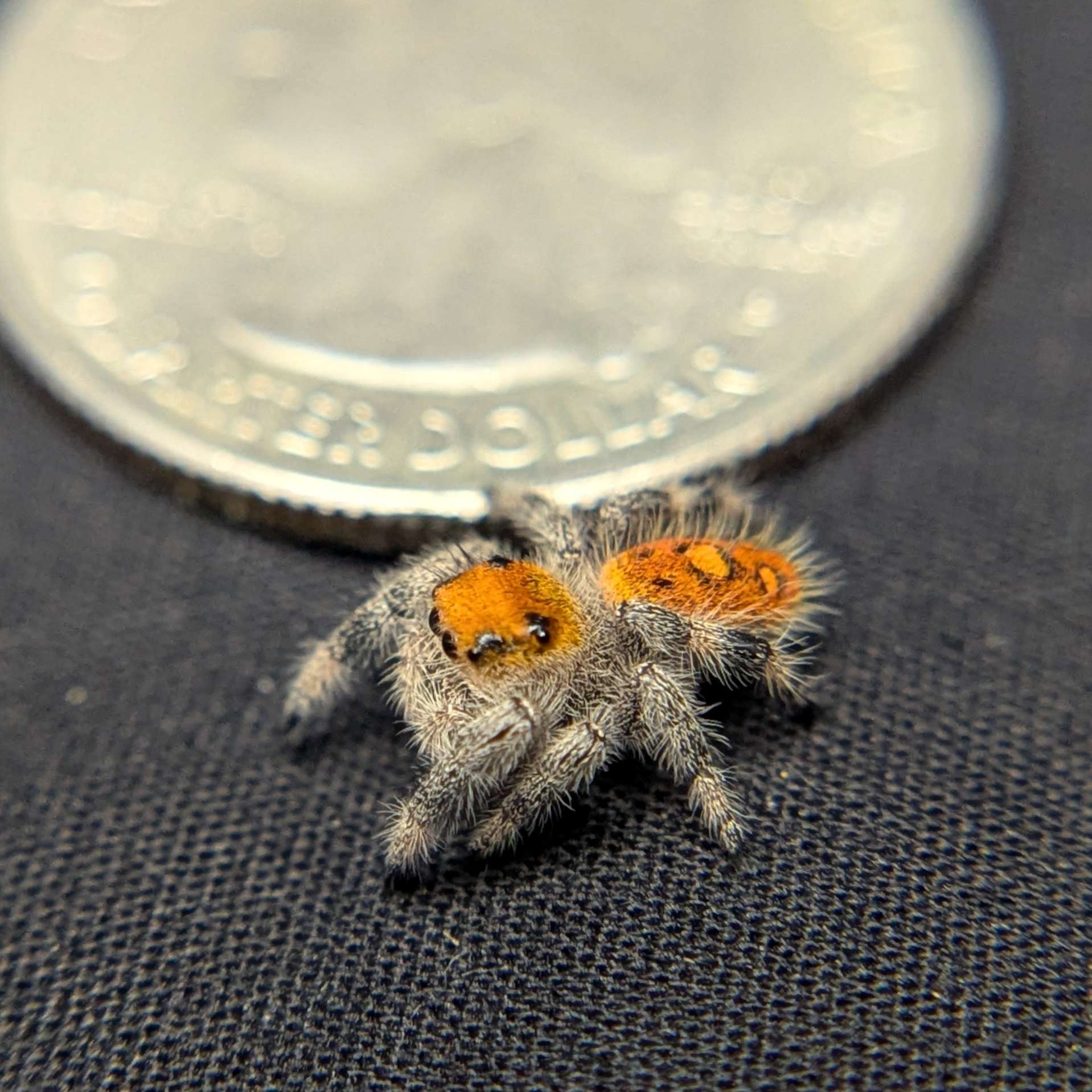 Regal Jumping Spider "Crimson"
