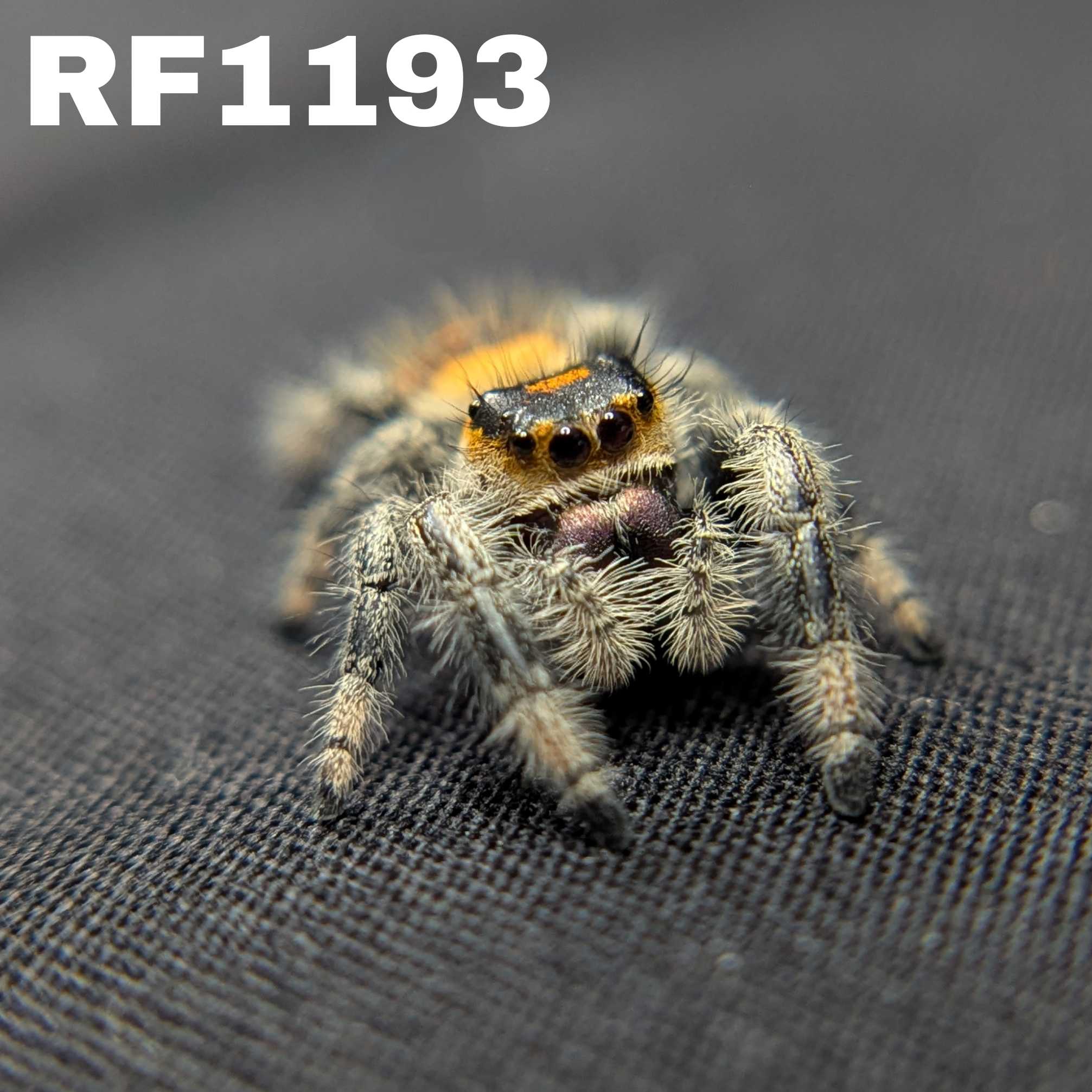 Regal Jumping Spider "Violet Blaze"
