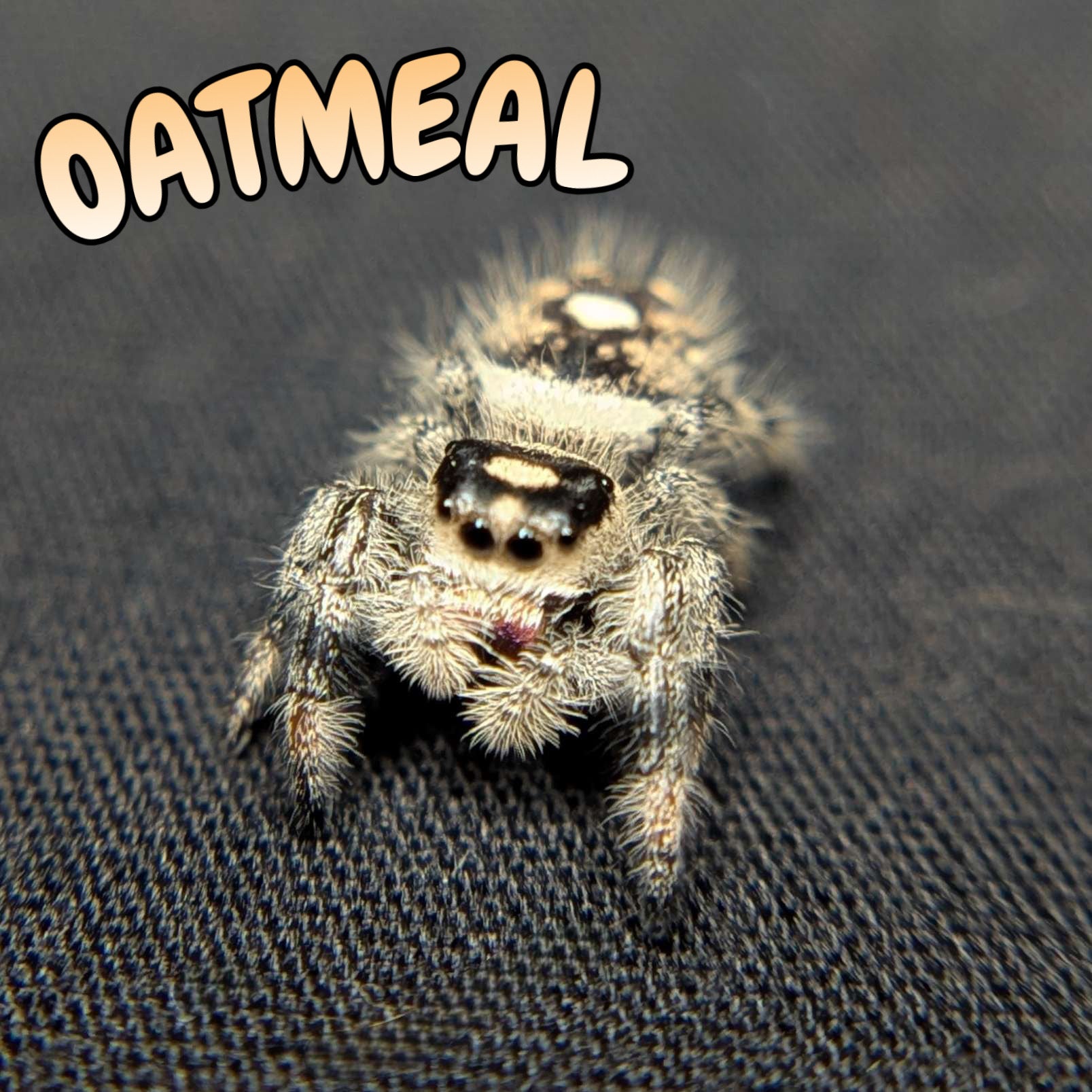 Regal Jumping Spider "Oatmeal"