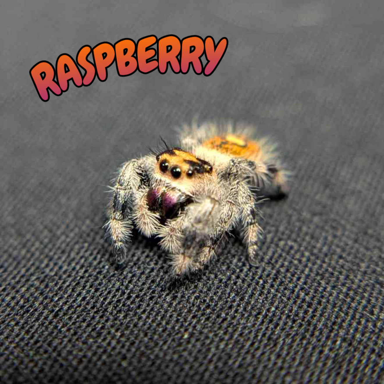 Regal Jumping Spider "Raspberry"