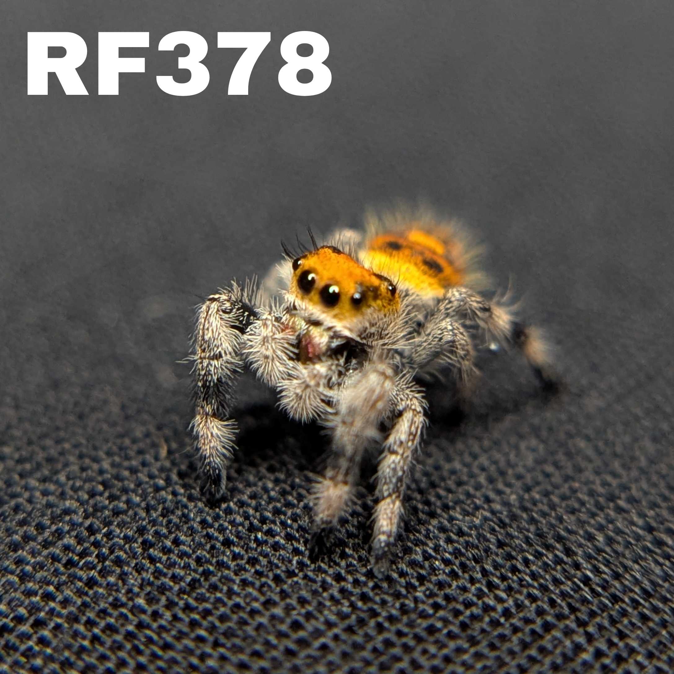 Regal Jumping Spider "Lava"