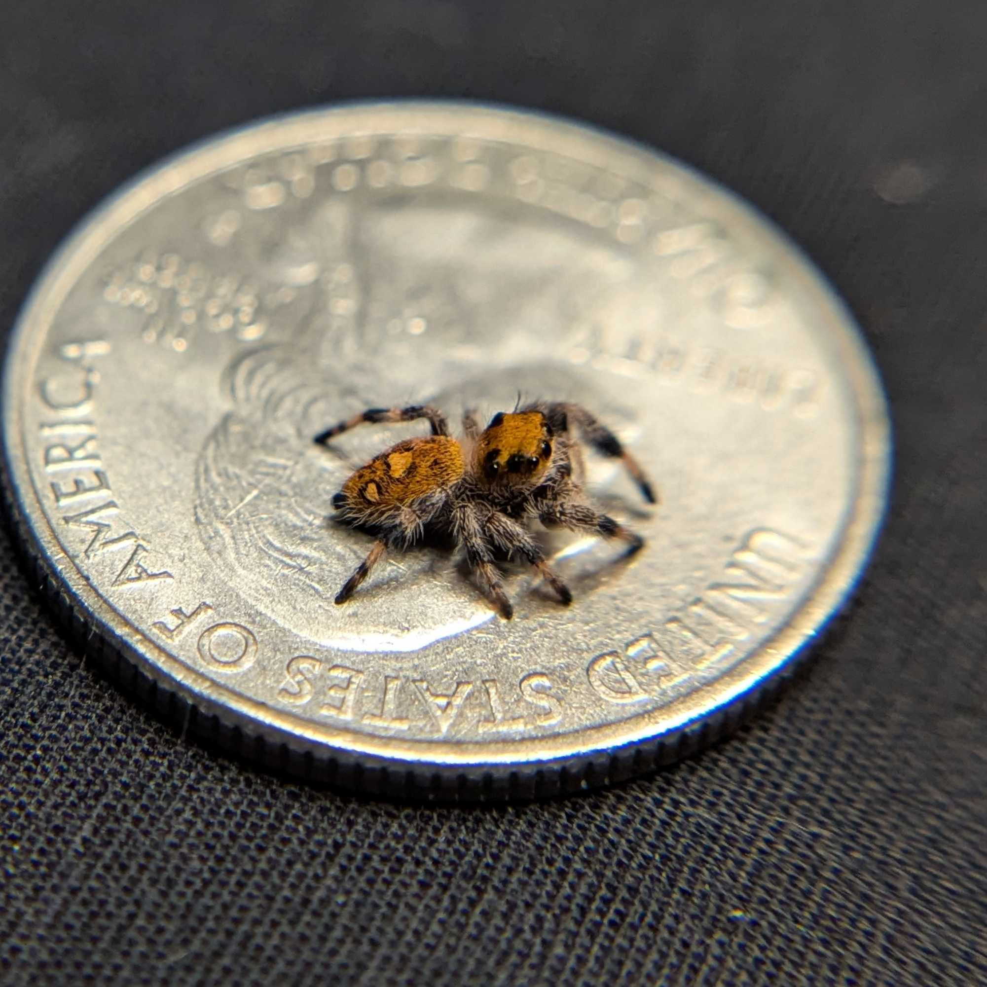 Regal Jumping Spider "Cherry"