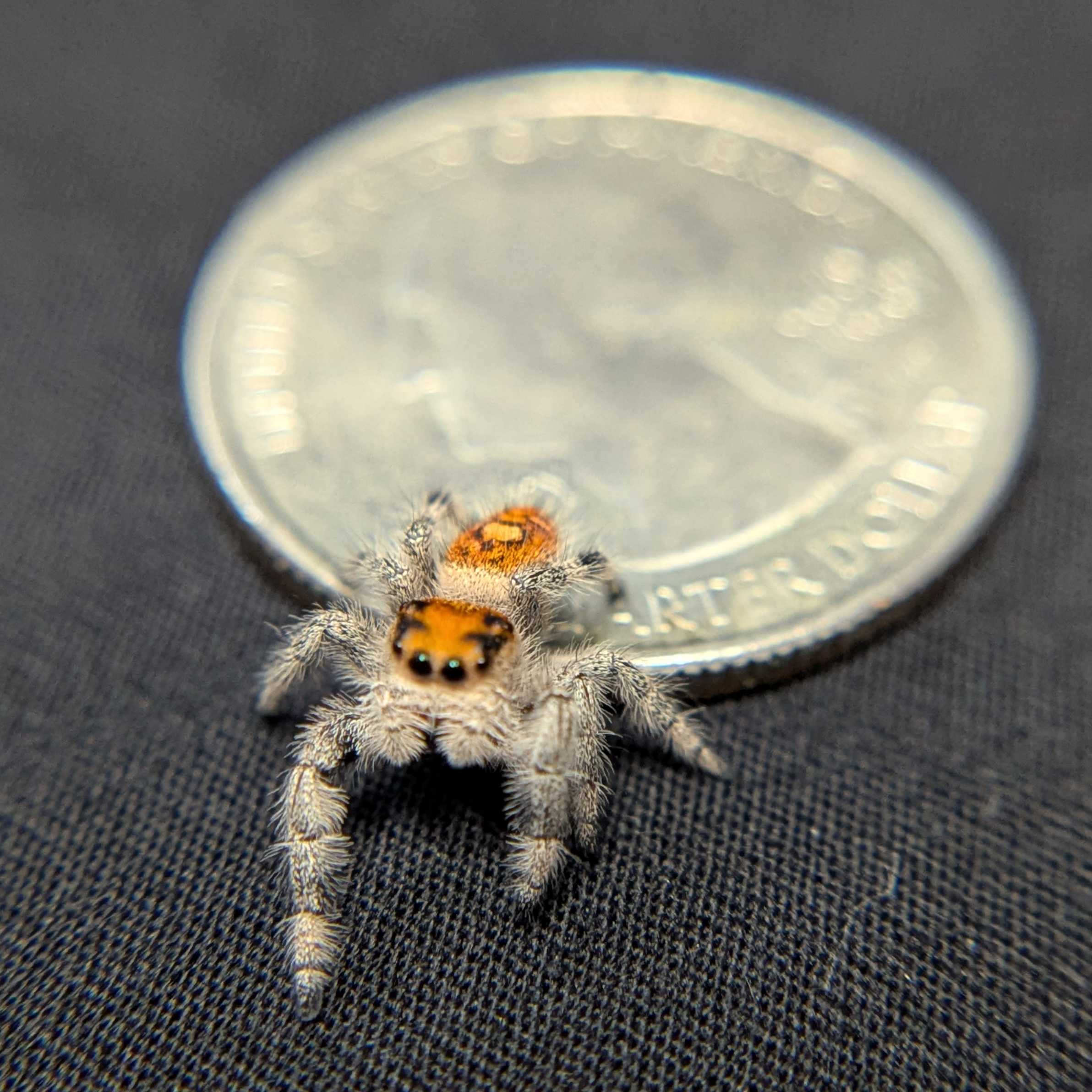 Regal Jumping Spider “Cerelia”