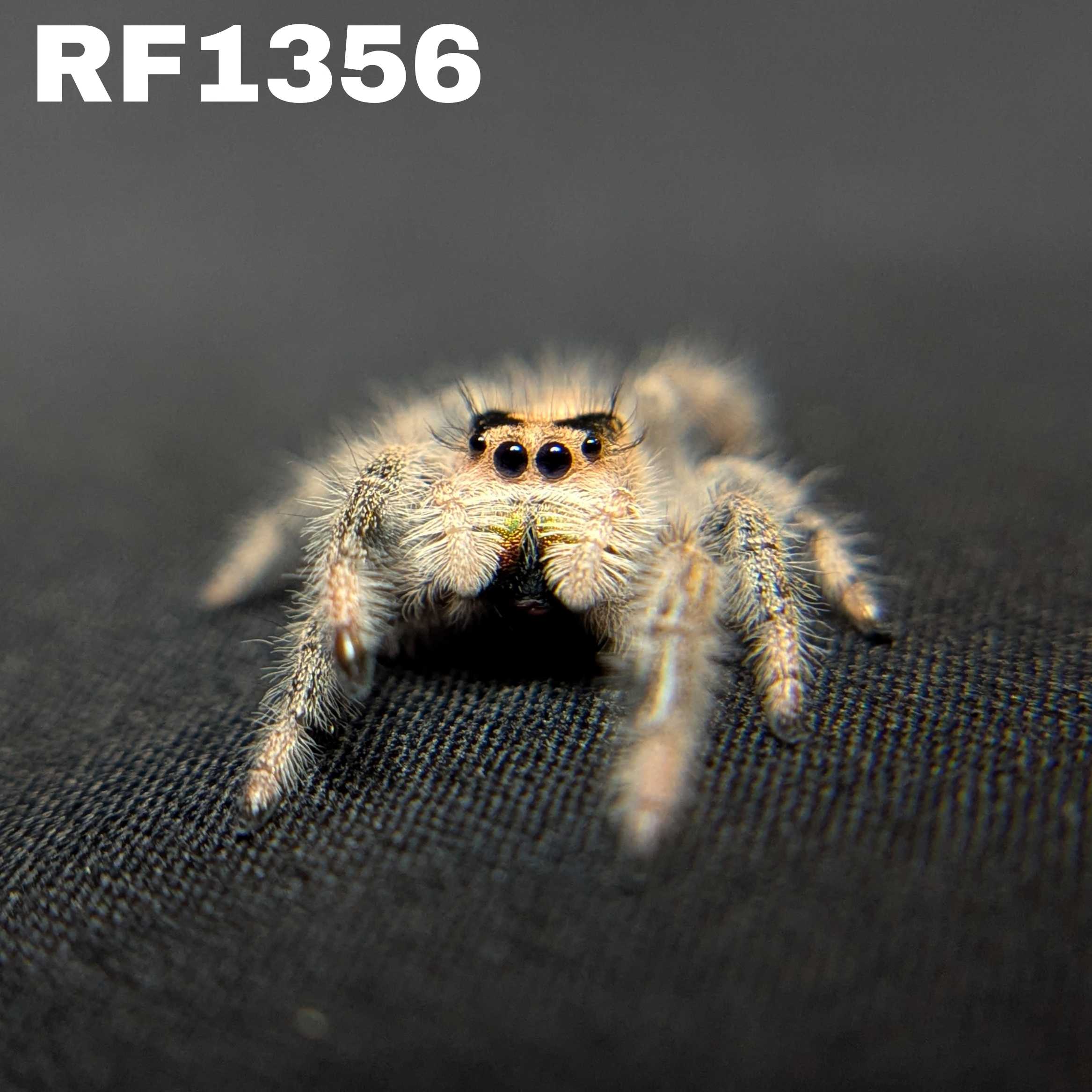 Regal Jumping Spider “Tropicana Poison”