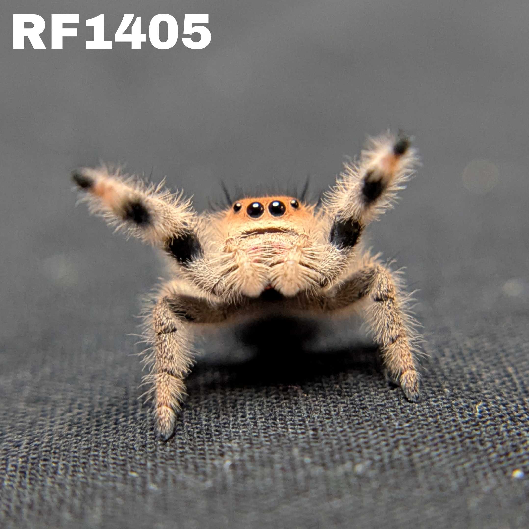 Regal Jumping Spider "Jessica"