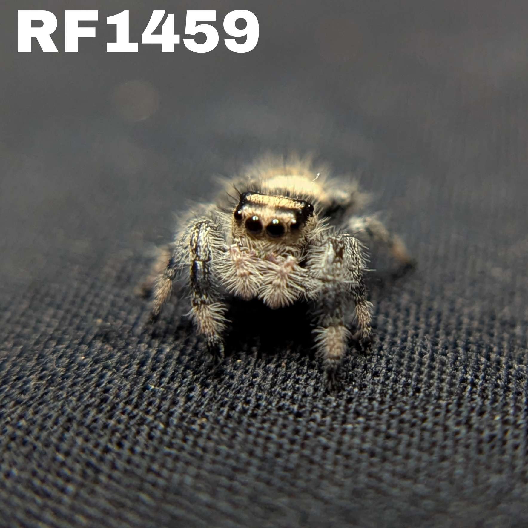 Regal Jumping Spider "Sandberry"