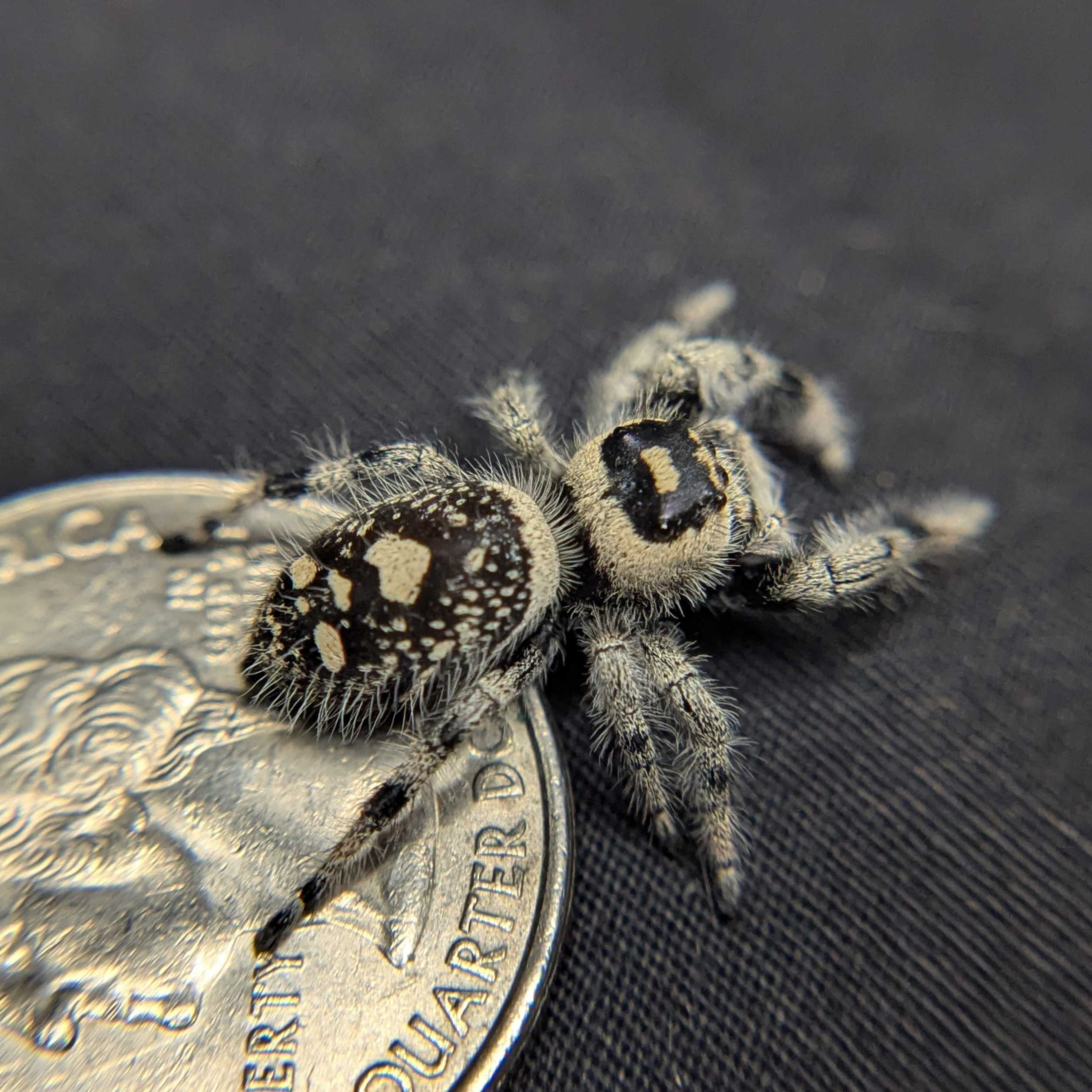 Regal Jumping Spider "Honey Bun"