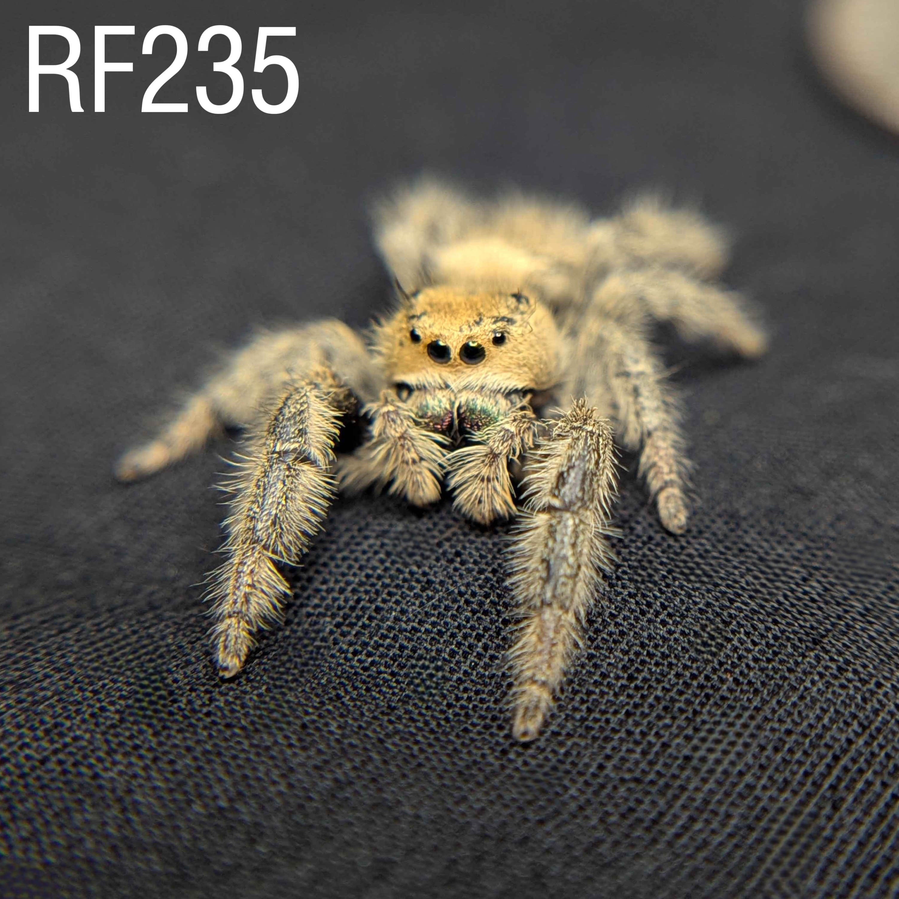 Female Regal Jumping Spider Goldiocks - SKU CODE