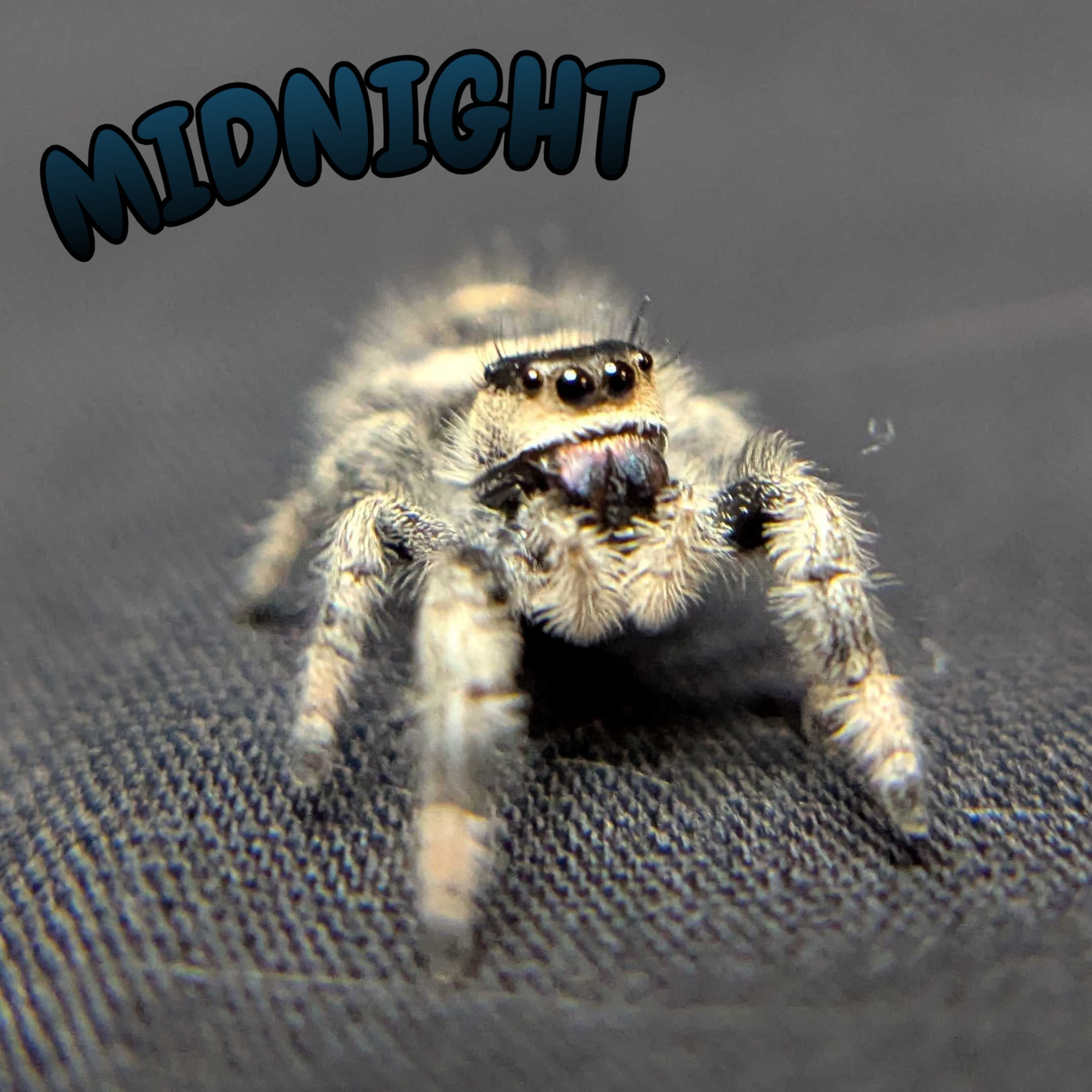 Regal Jumping Spider "Midnight"