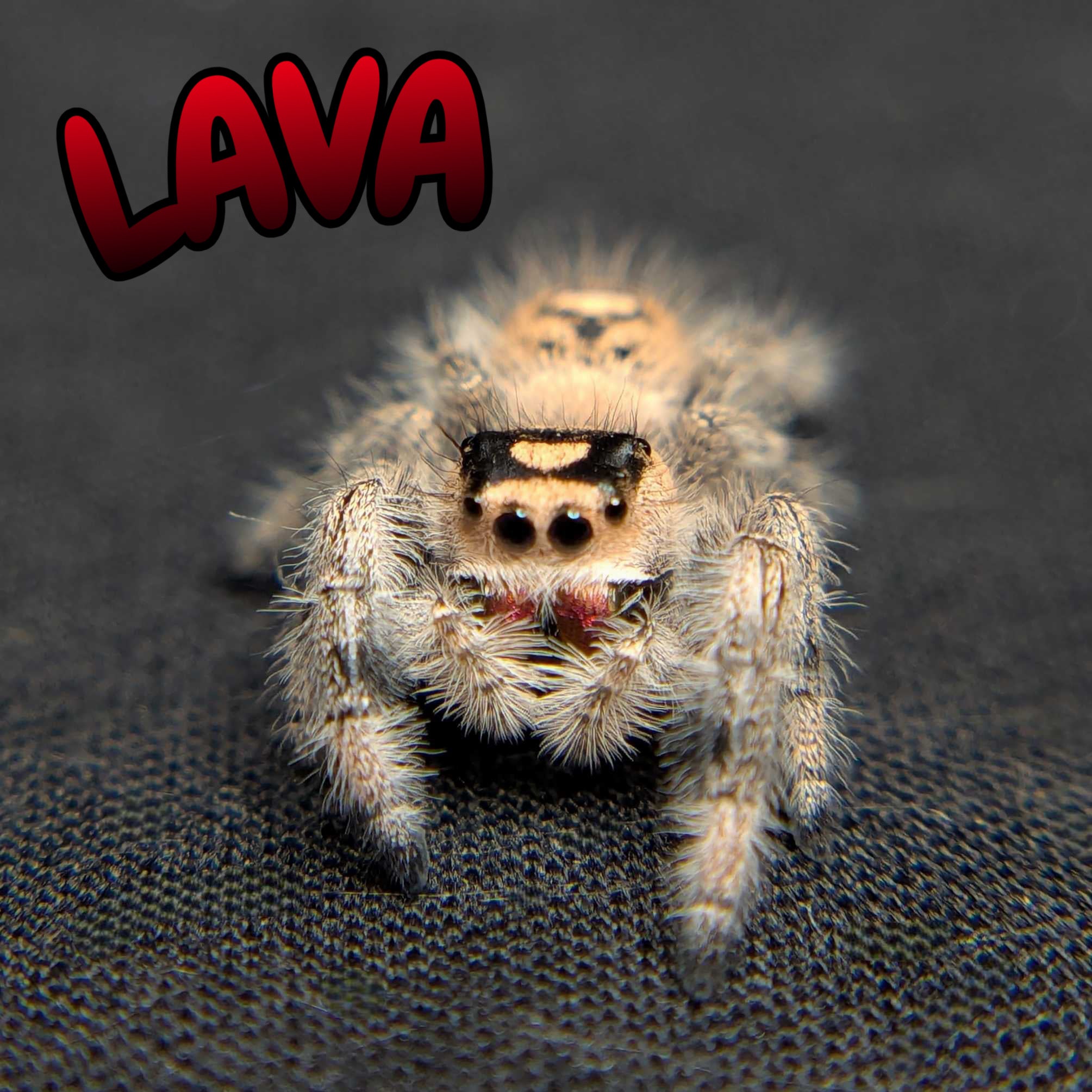Regal Jumping Spider "Lava"