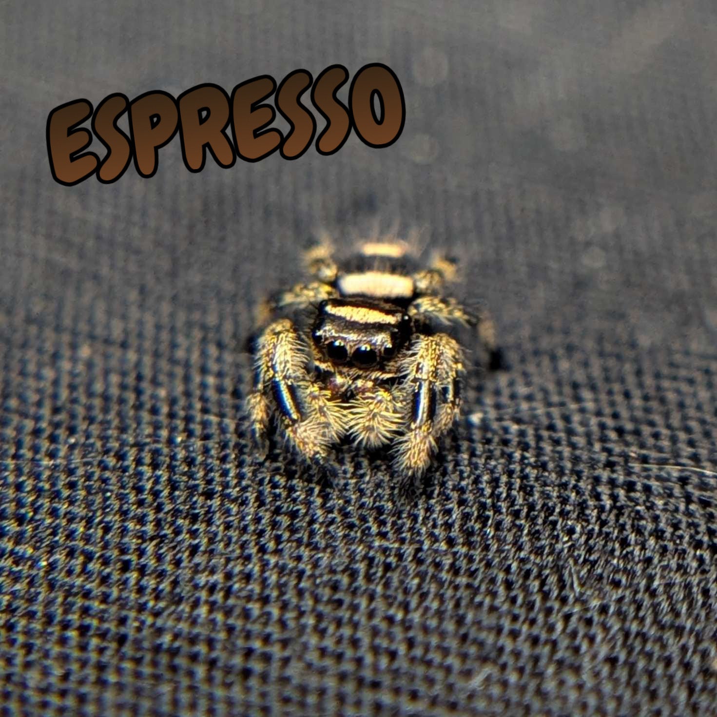 Regal Jumping Spider "Espresso"
