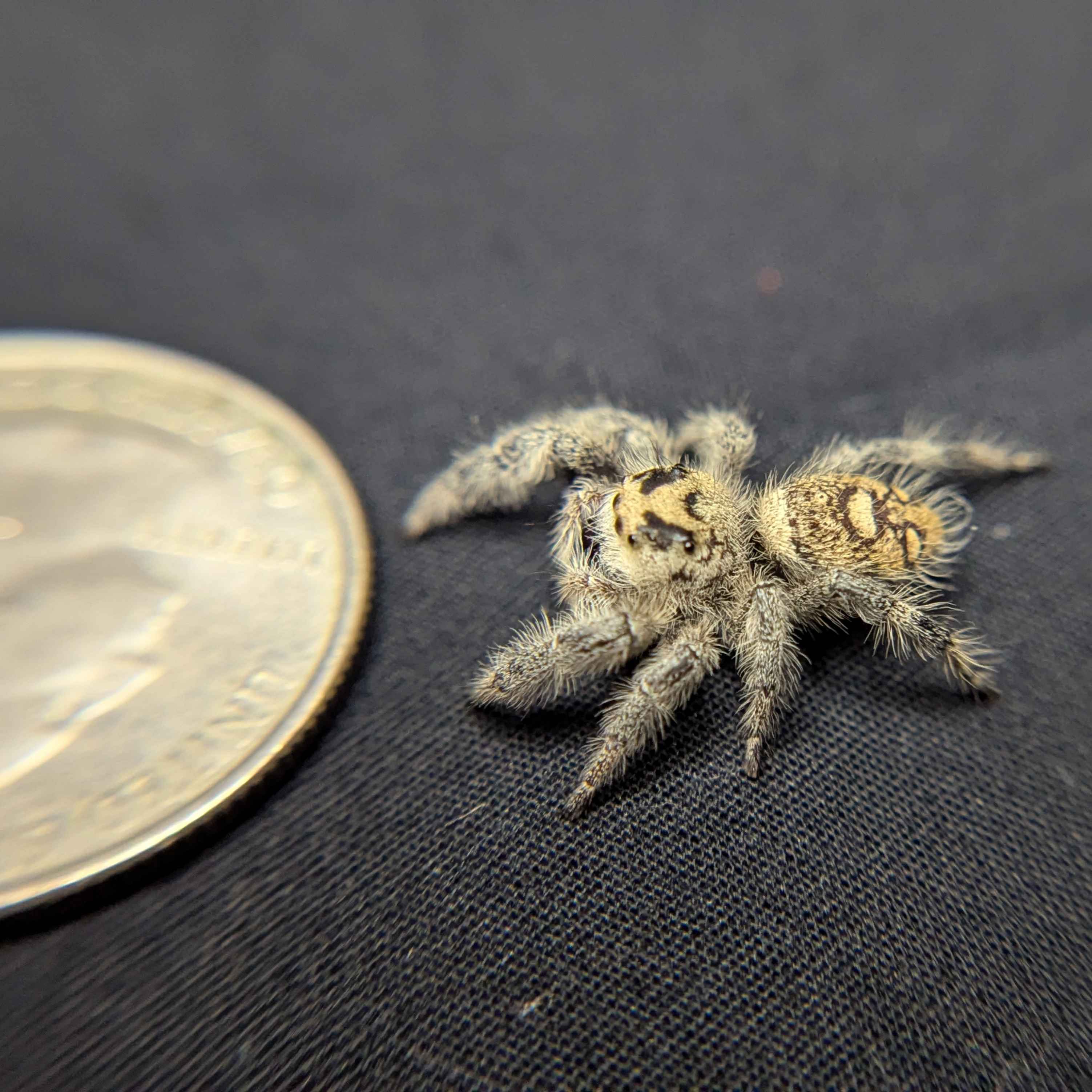 Regal Jumping Spider "Elvira"