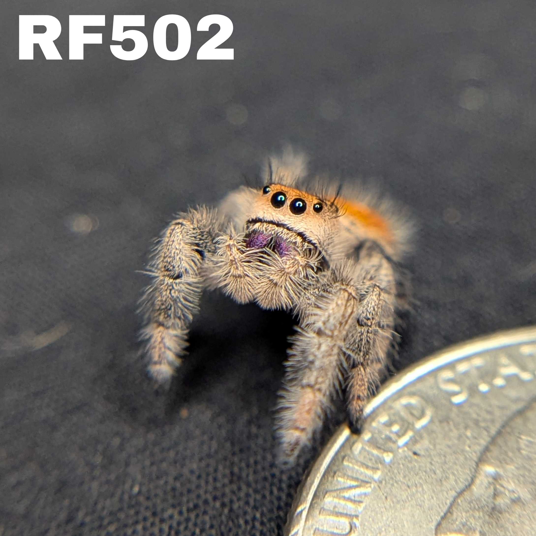 Regal Jumping Spider "Fireball"