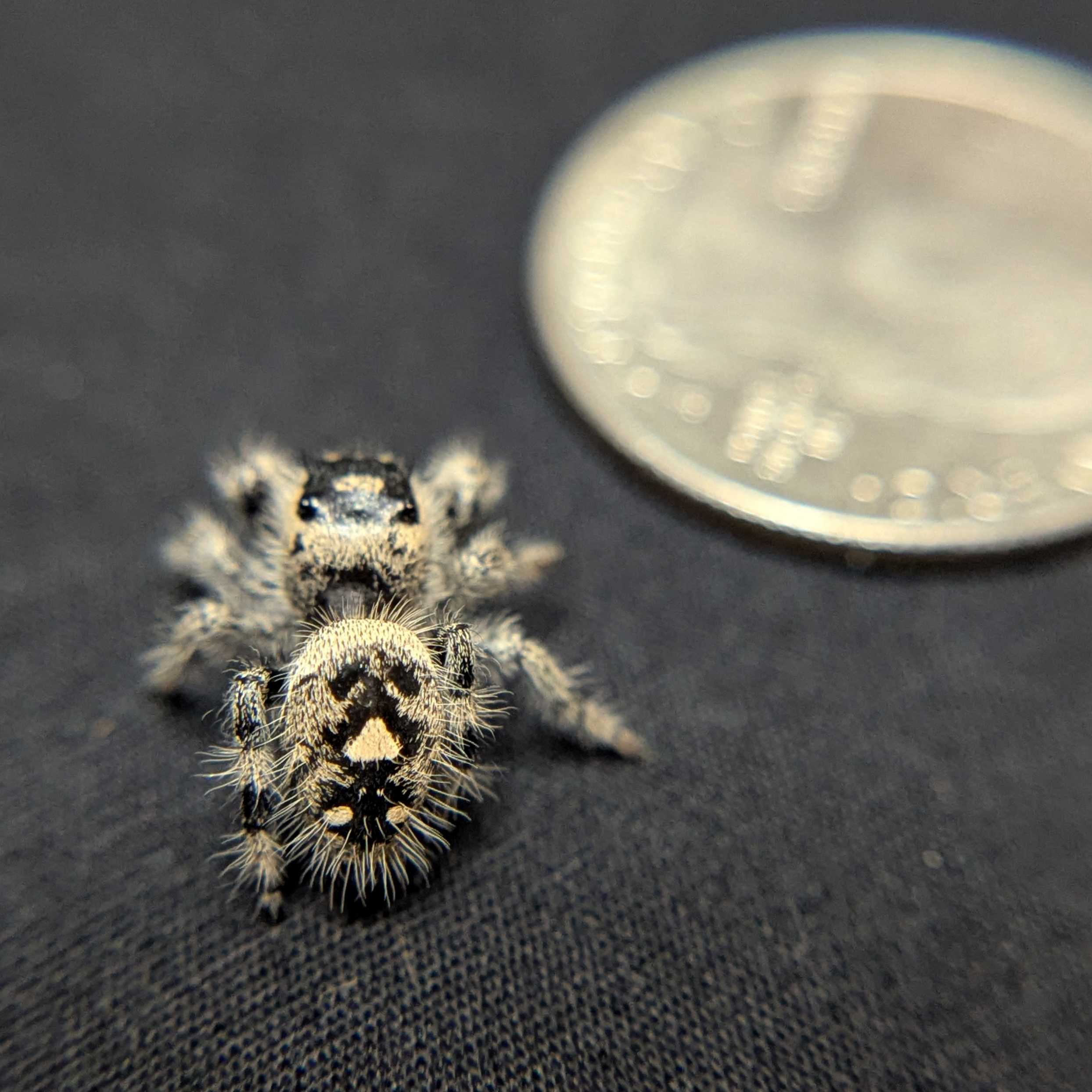 Regal Jumping Spider "Manzana"