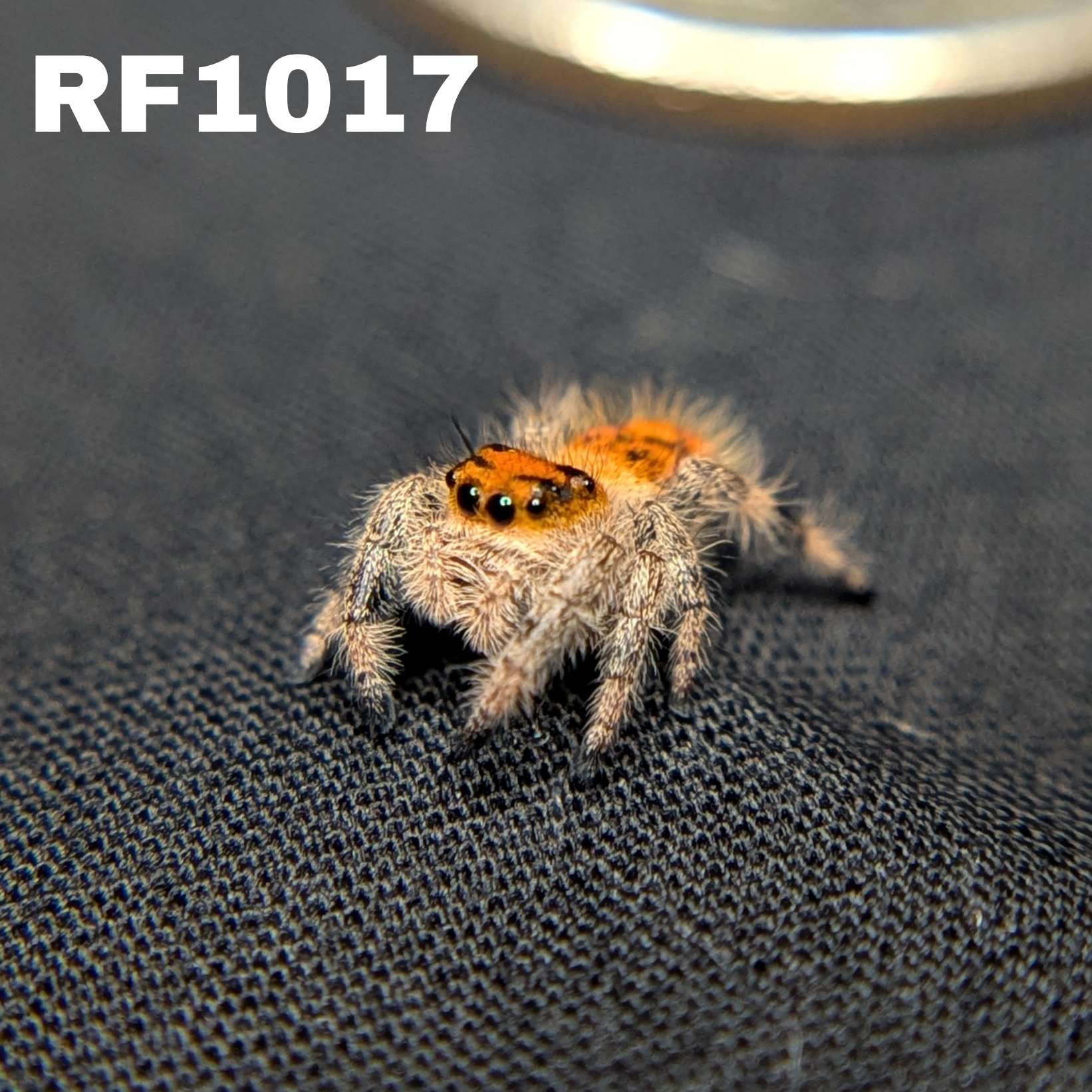 Regal Jumping Spider “Inferno”
