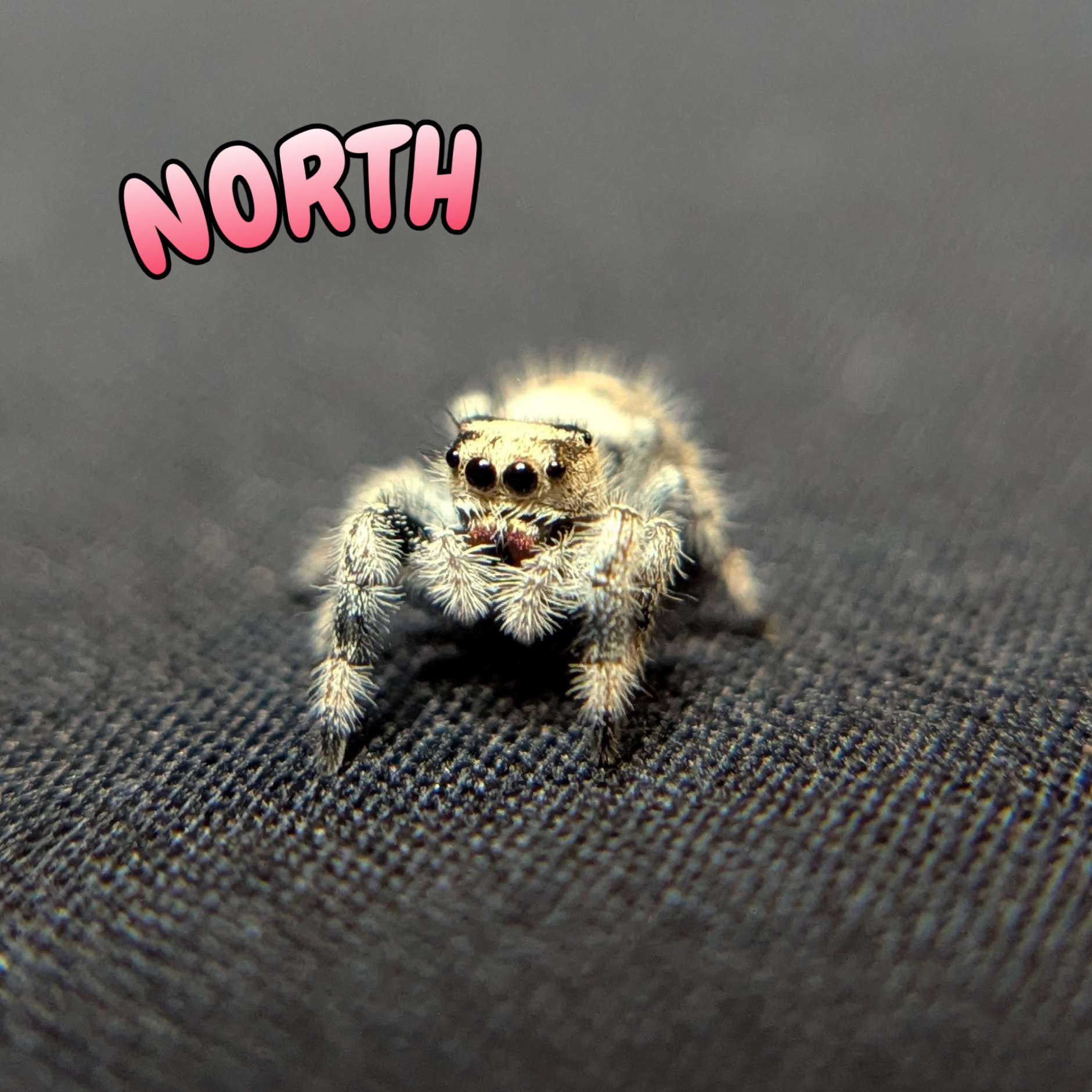 Regal Jumping Spider "North"