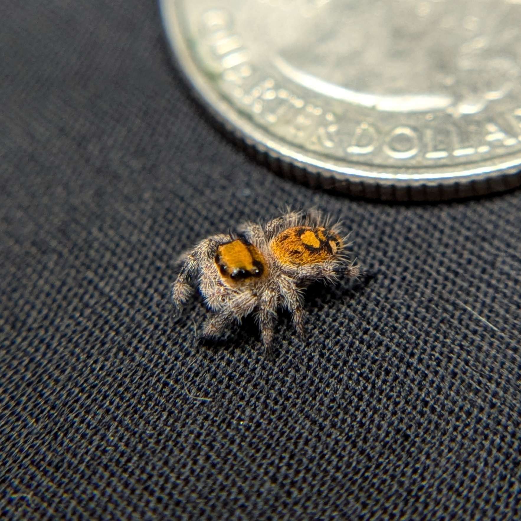 Regal Jumping Spider “Nectar”