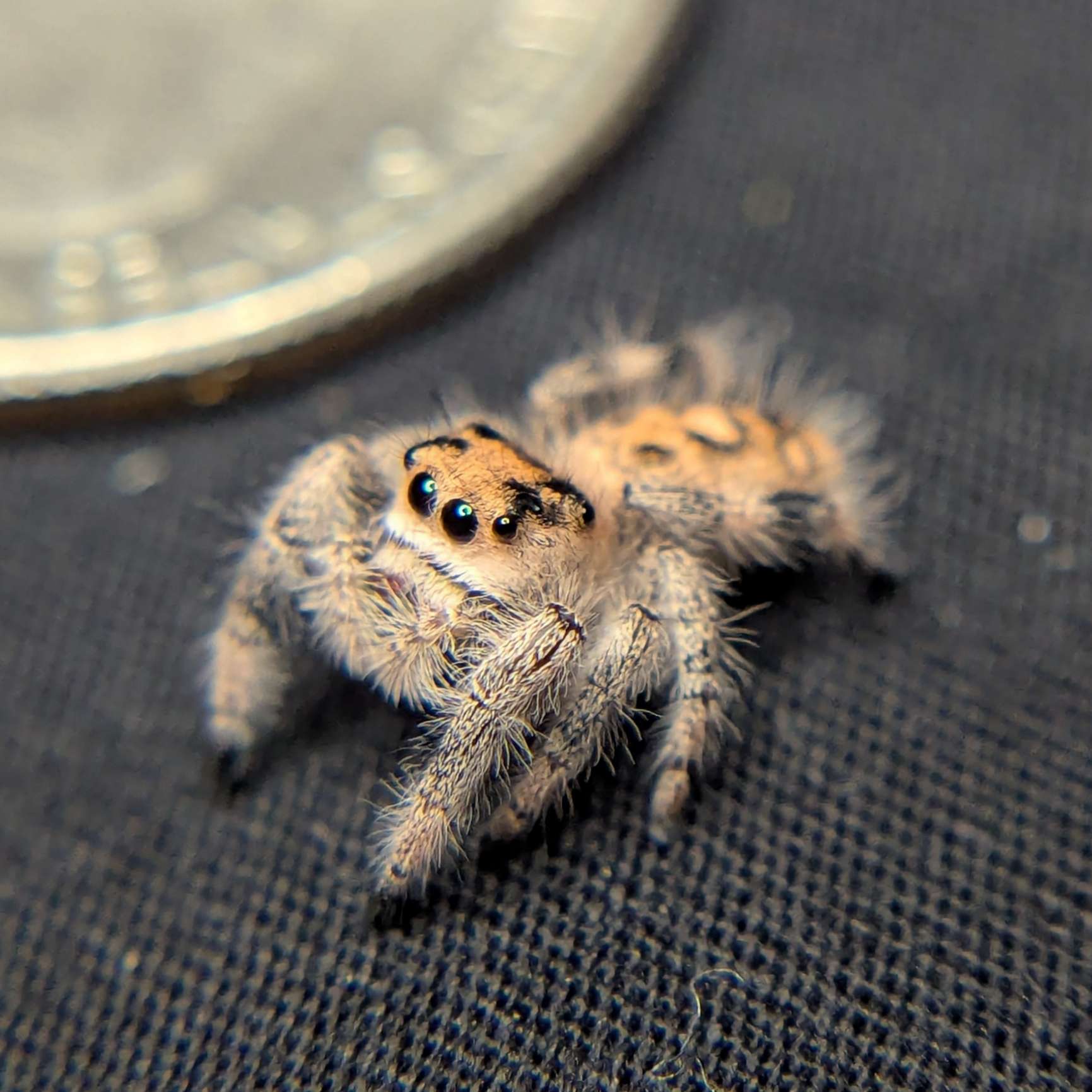 Regal Jumping Spider "Sparkle"