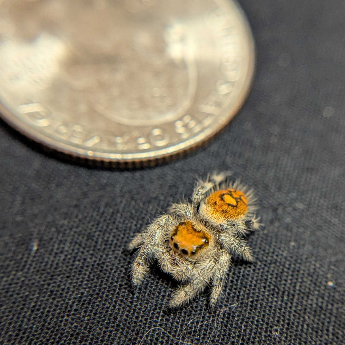 Regal Jumping Spider "Magenta"